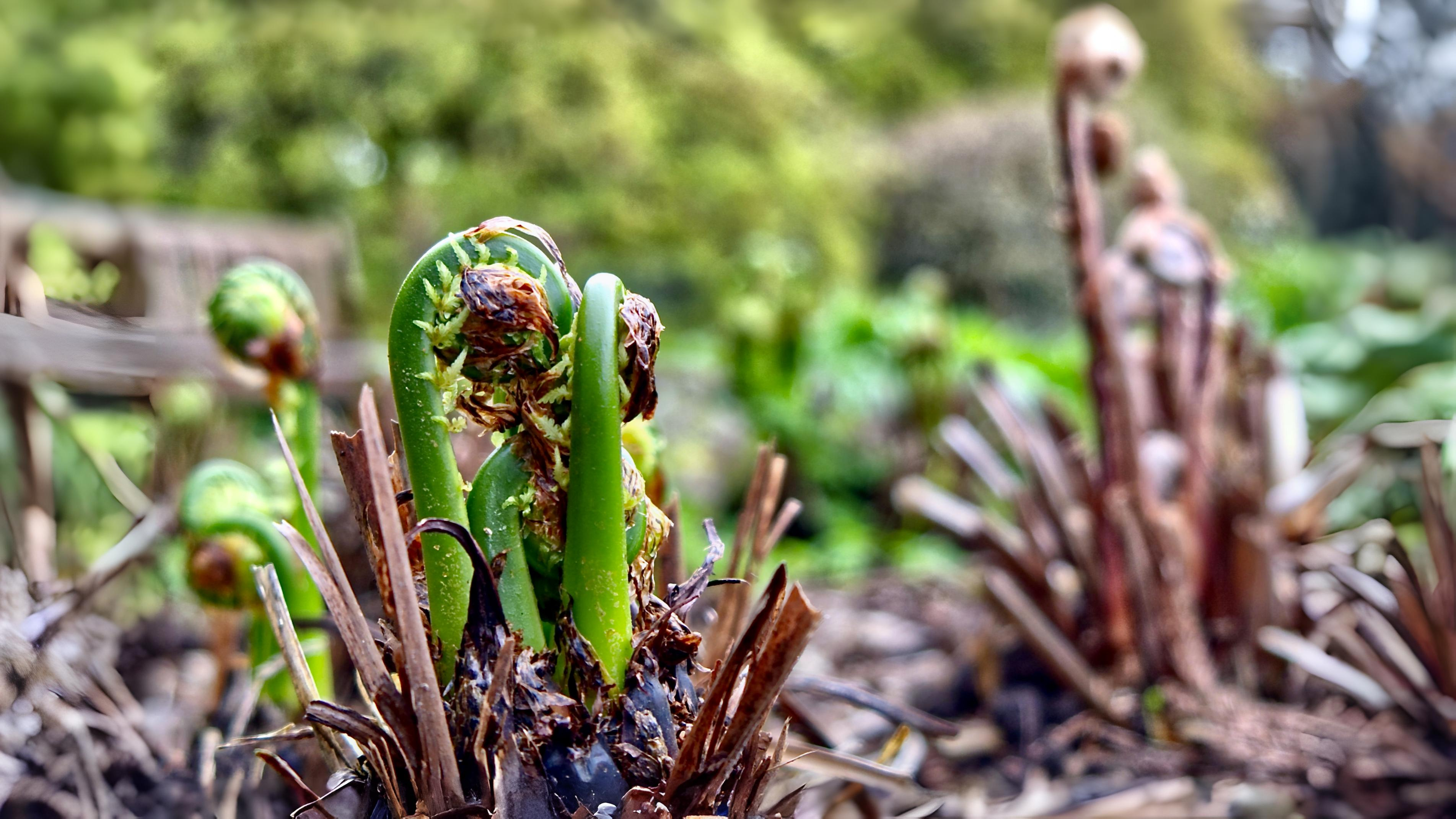 30-May Ferns & Forgotten Remedies: London’s Living Fossils Section Image