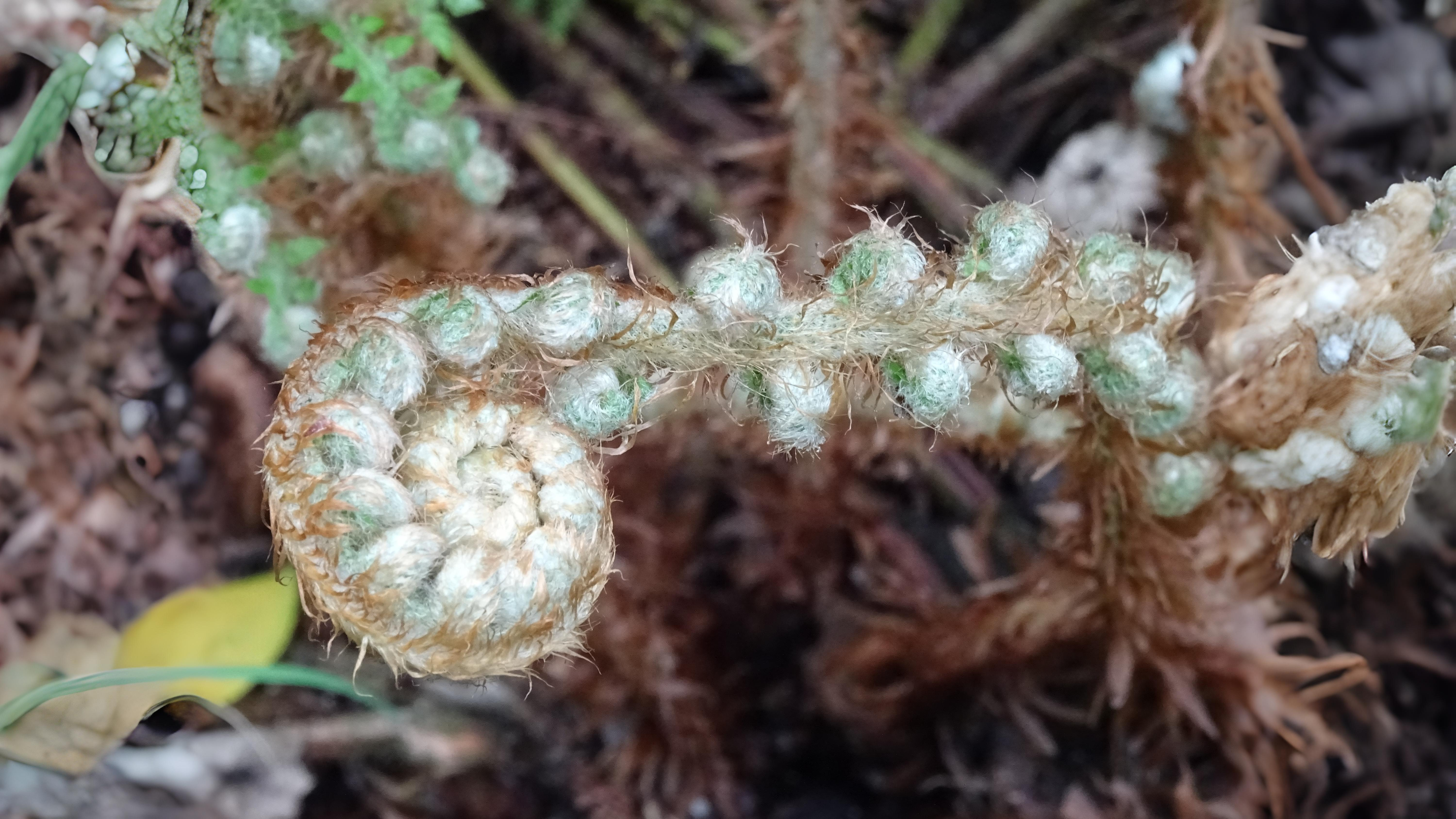 30-May Ferns & Forgotten Remedies: London’s Living Fossils Section Image