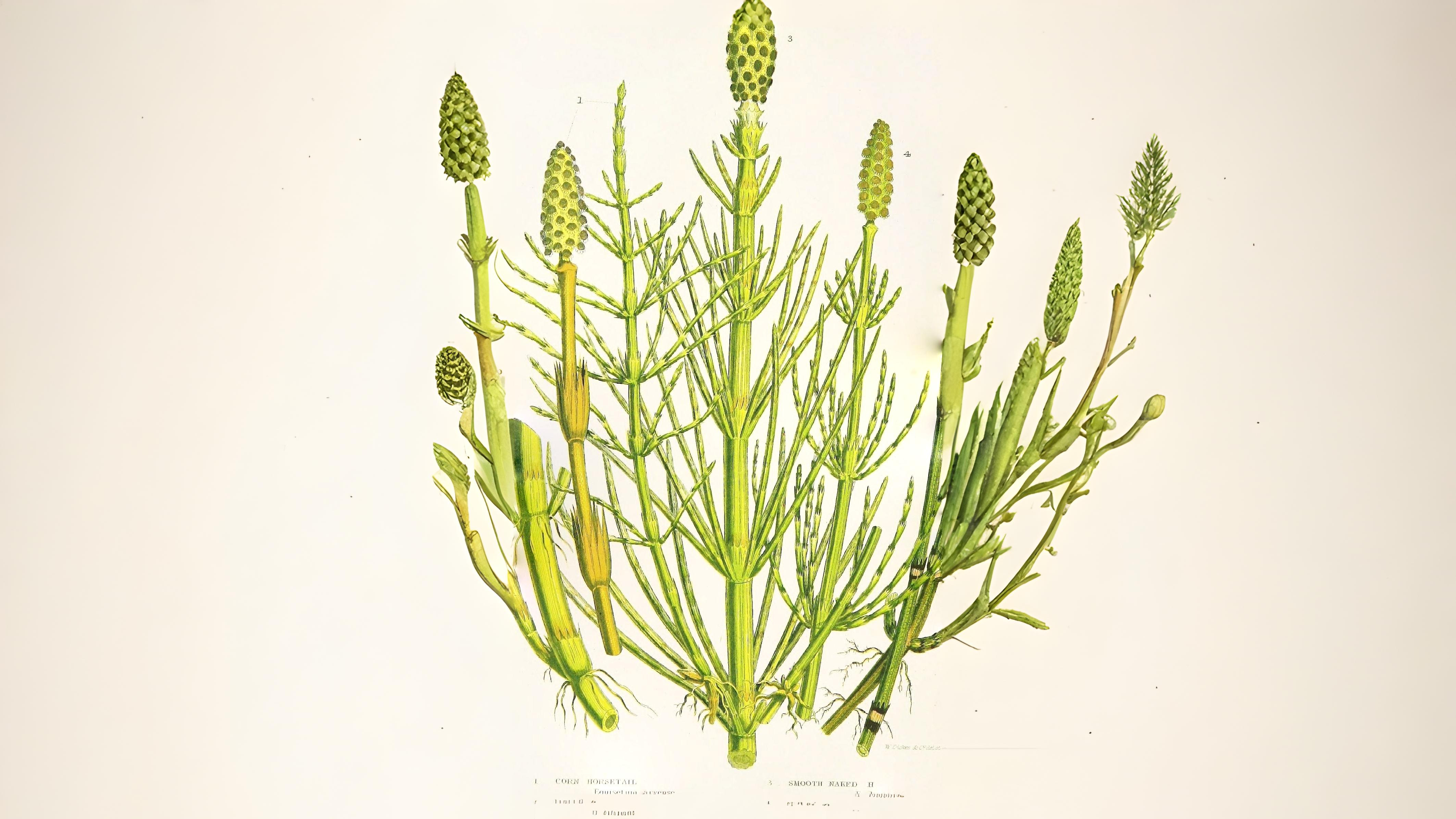 30-May Ferns & Forgotten Remedies: London’s Living Fossils Section Image
