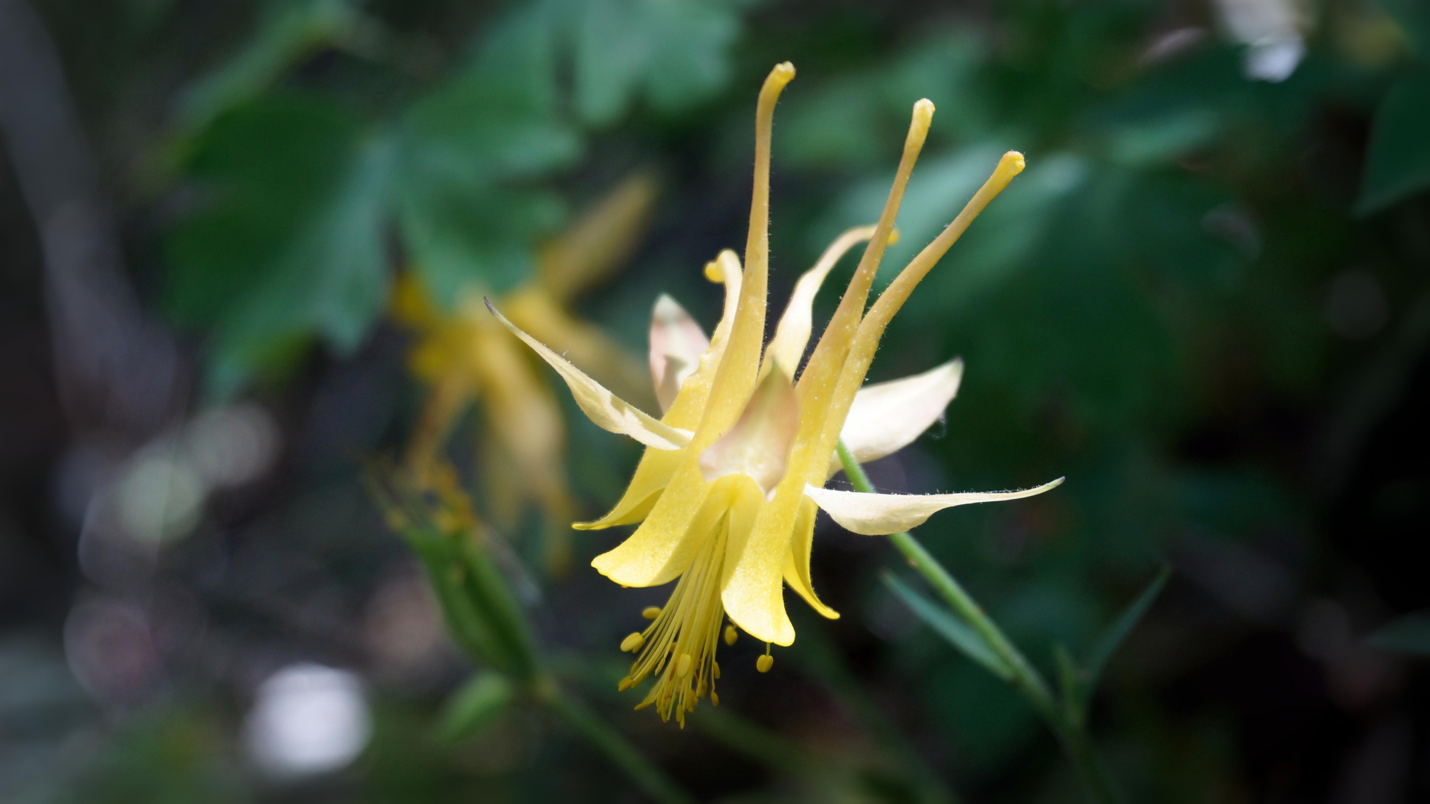31-May Scent & Sensibility: London’s Forgotten Perfume Garden Section Image