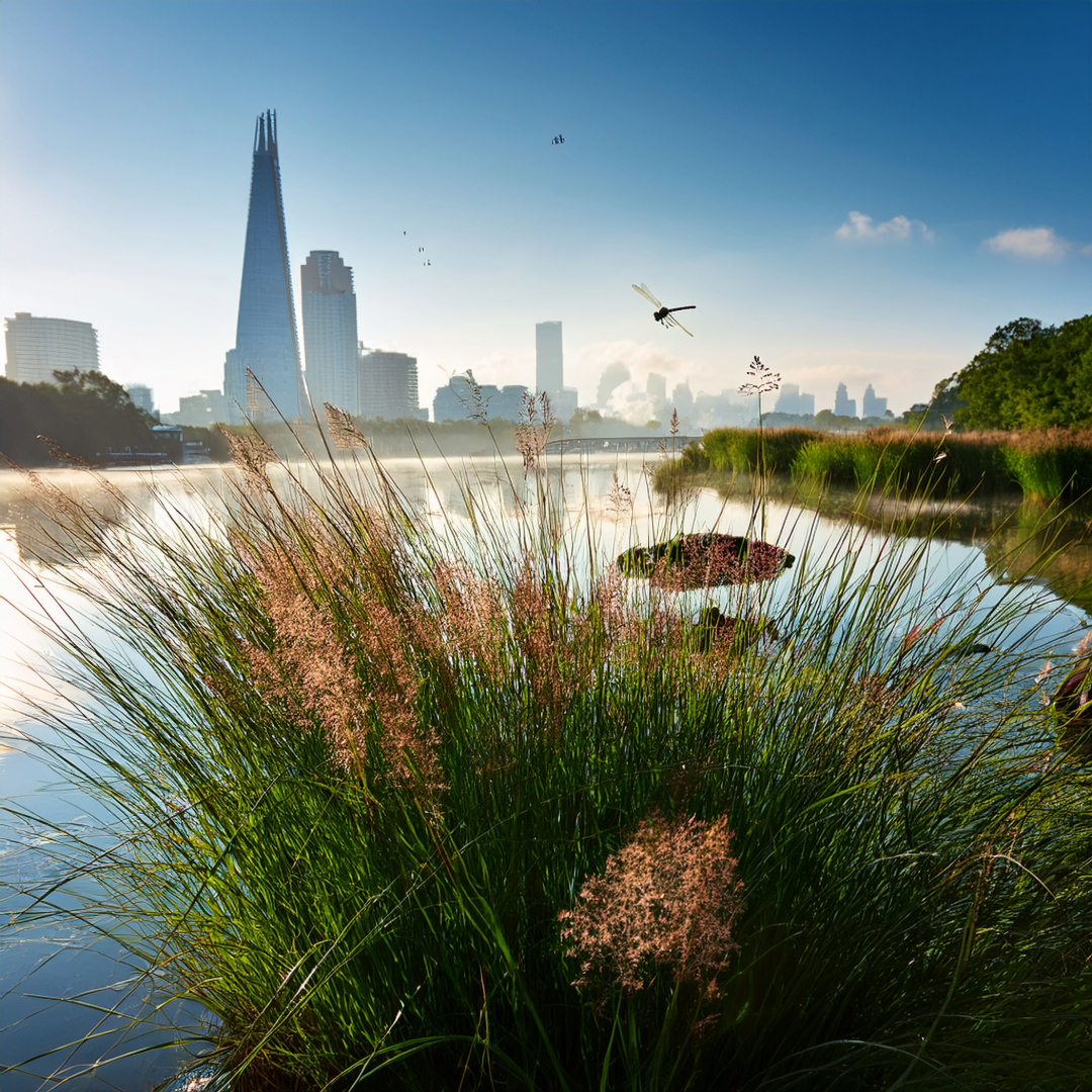 04-June London’s Sedges: June’s Unsung Wonders