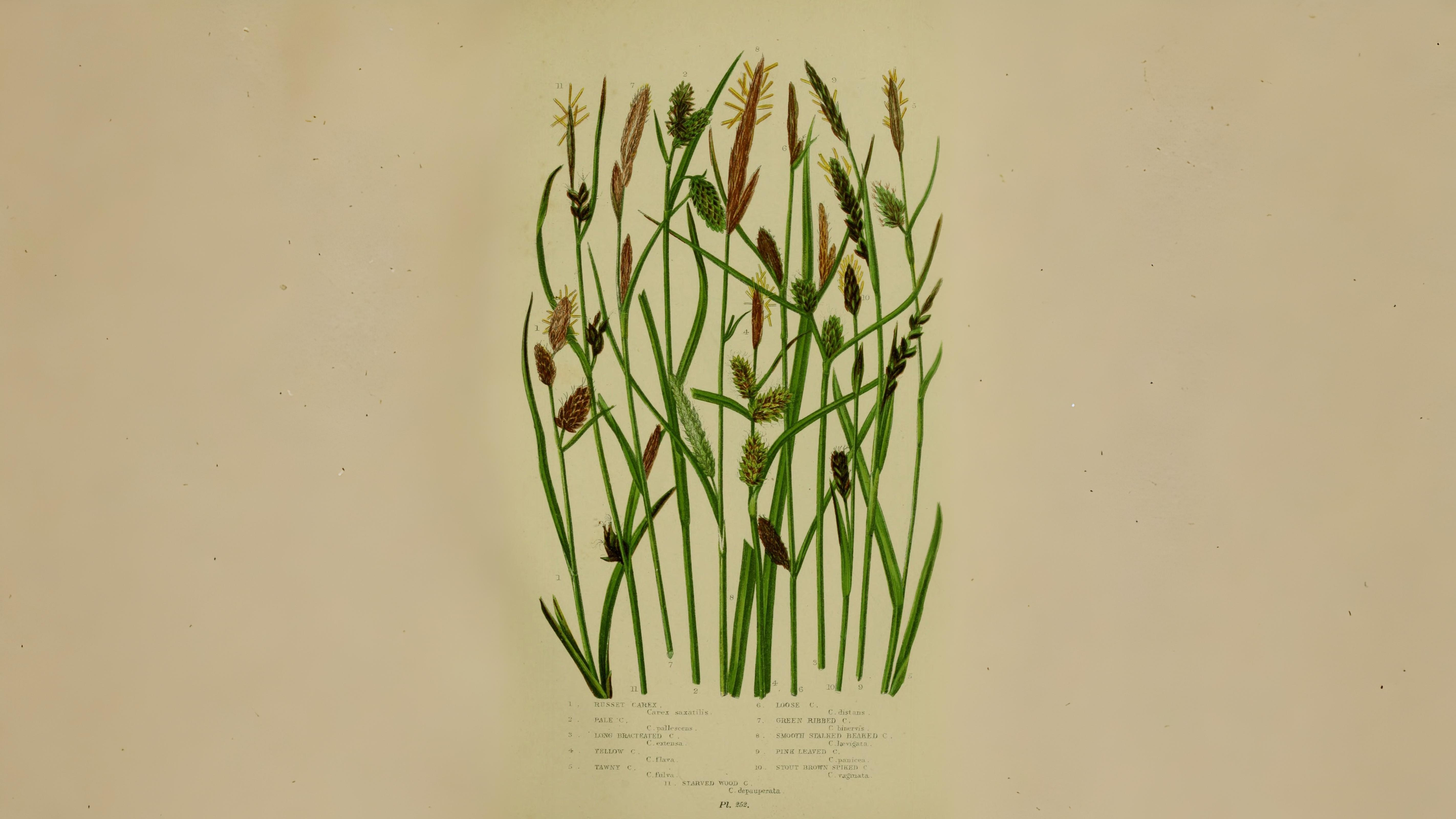 04-June London’s Sedges: June’s Unsung Wonders Section Image