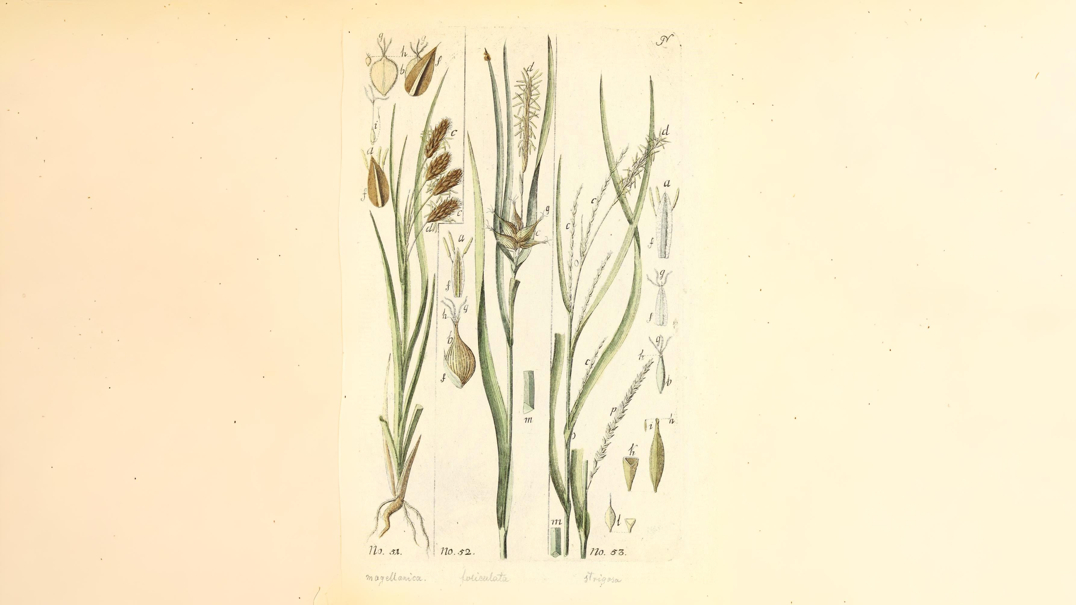 04-June London’s Sedges: June’s Unsung Wonders Section Image