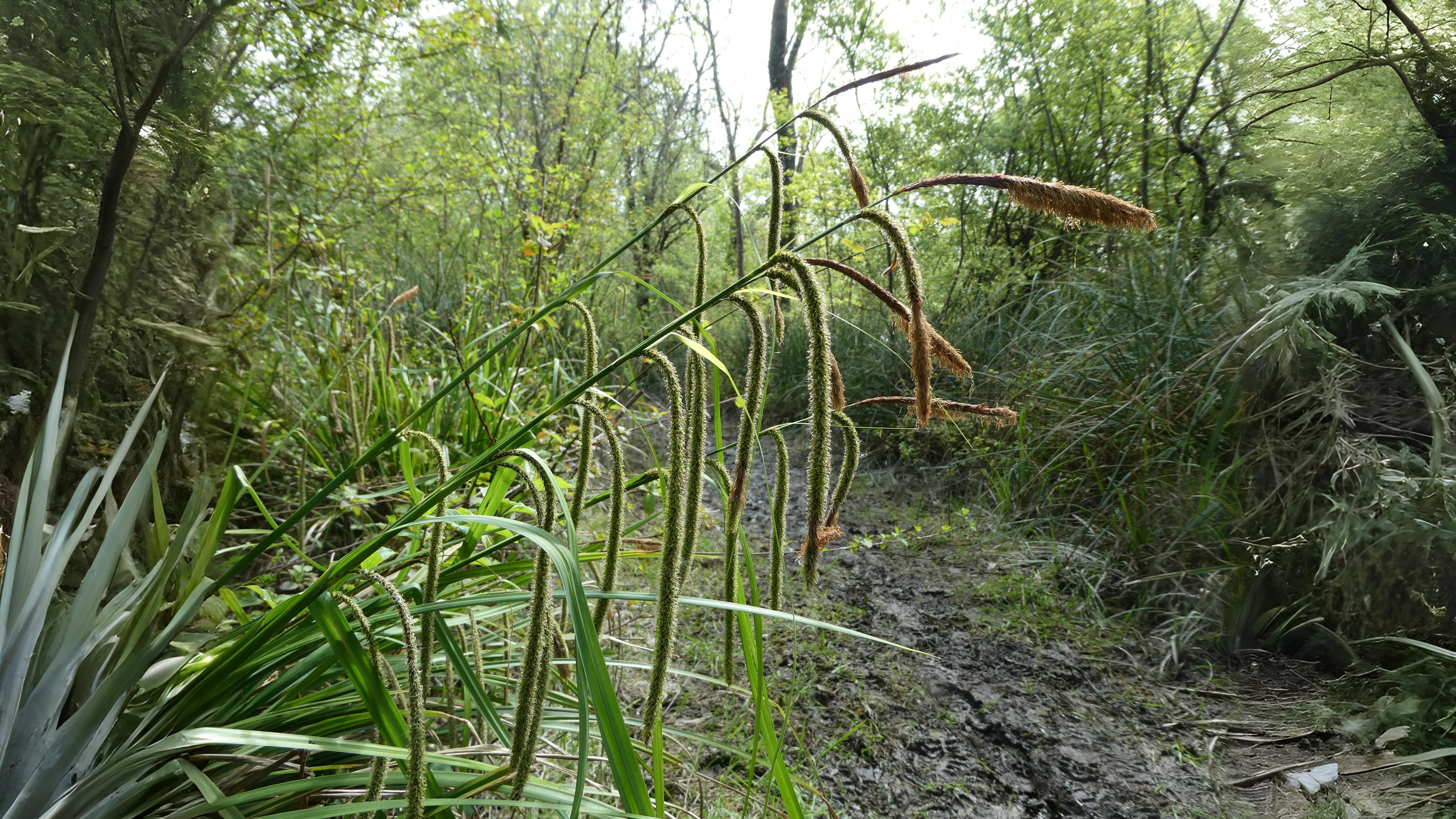 04-June London’s Sedges: June’s Unsung Wonders Section Image