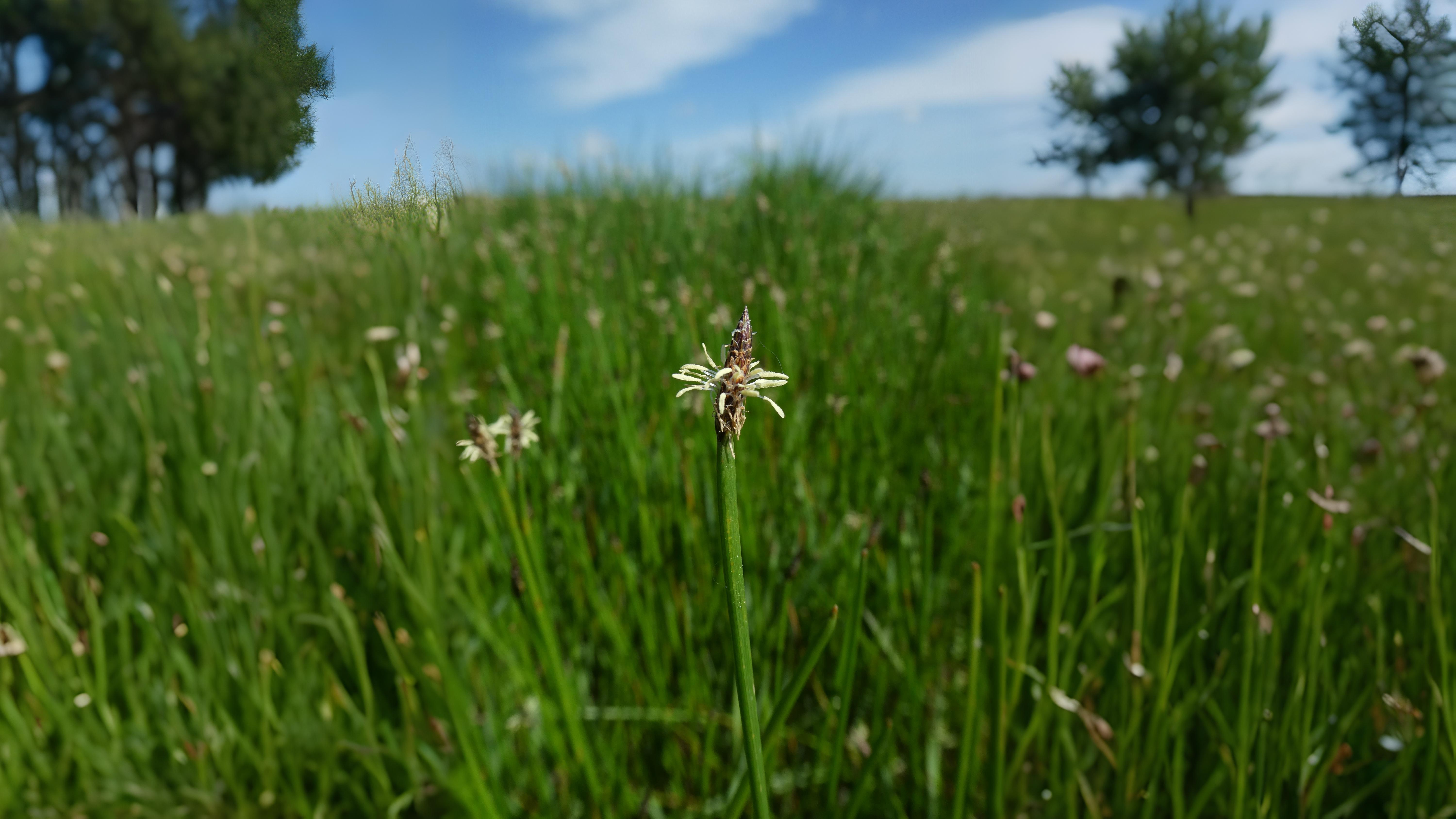 04-June London’s Sedges: June’s Unsung Wonders Section Image