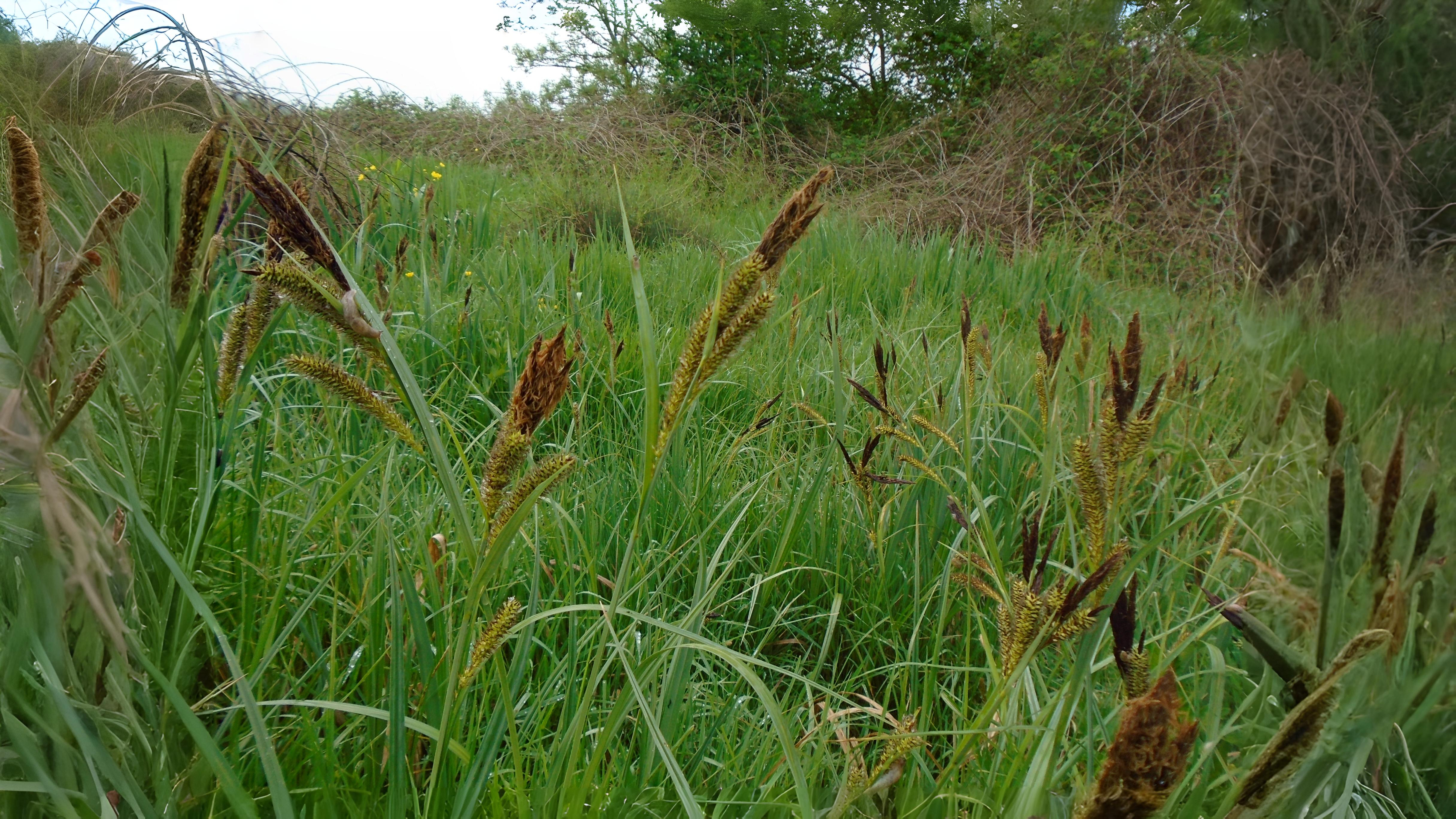04-June London’s Sedges: June’s Unsung Wonders Section Image