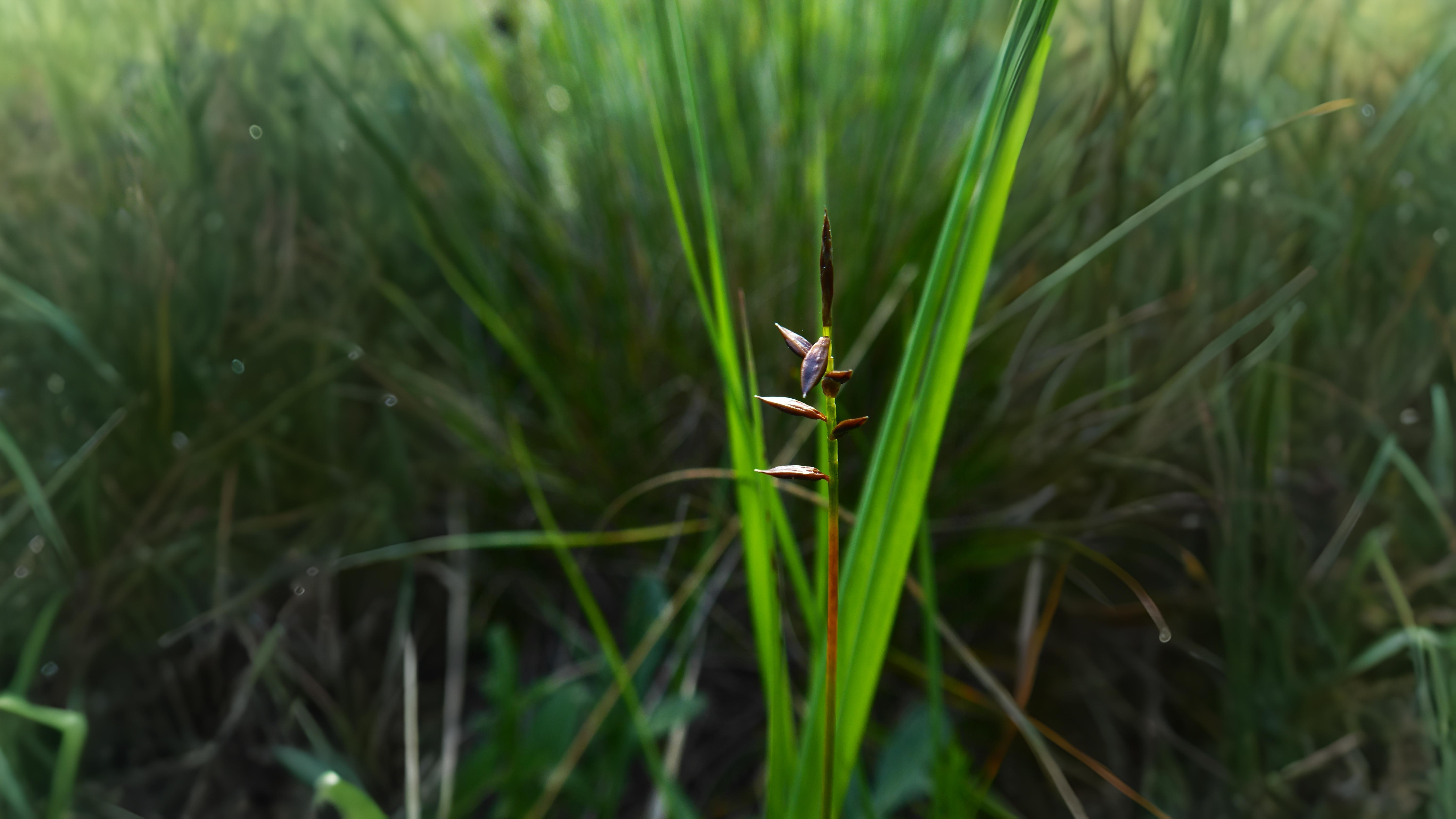 04-June London’s Sedges: June’s Unsung Wonders Section Image