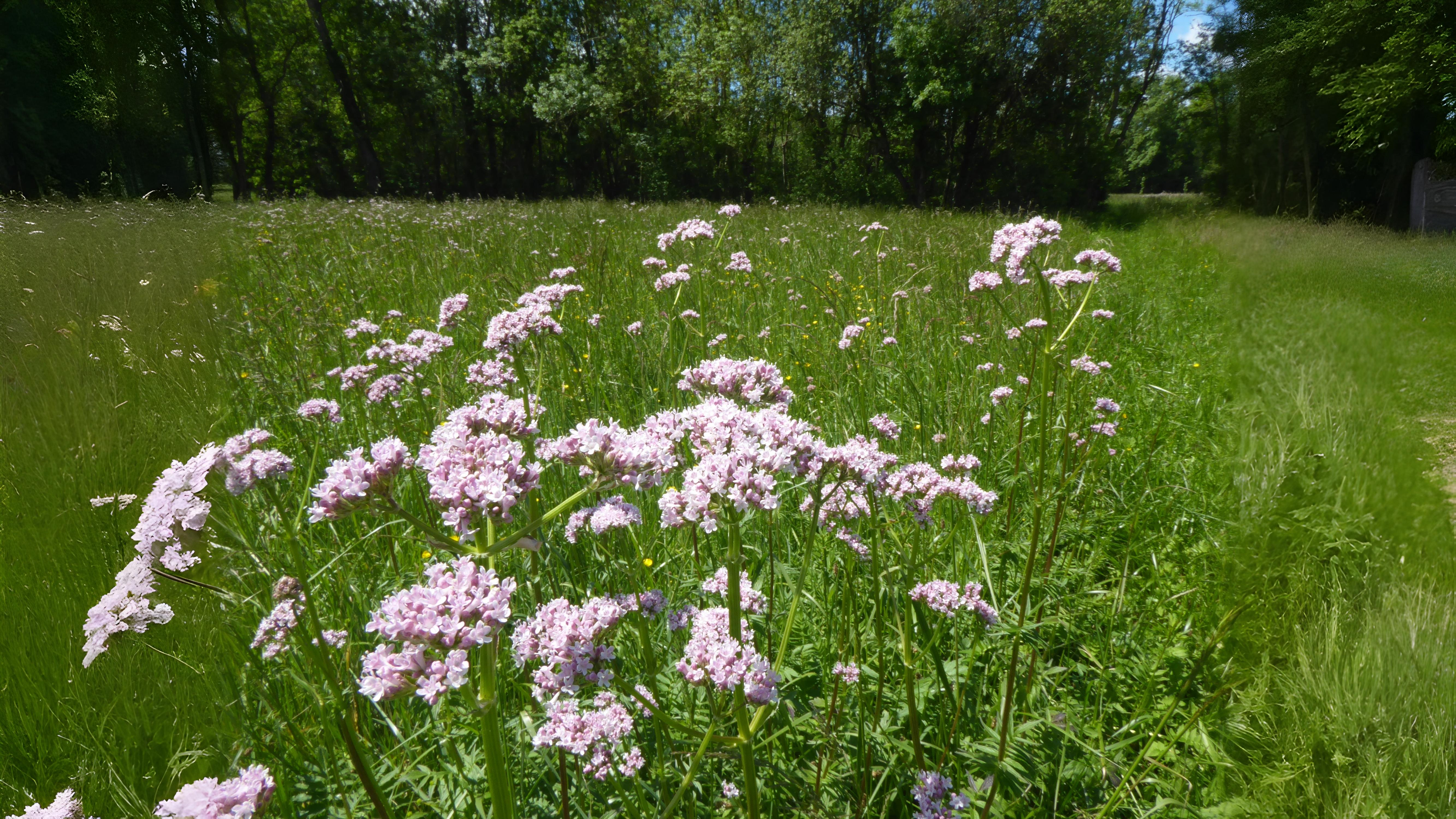 05-June June’s Woodland Mysteries Section Image