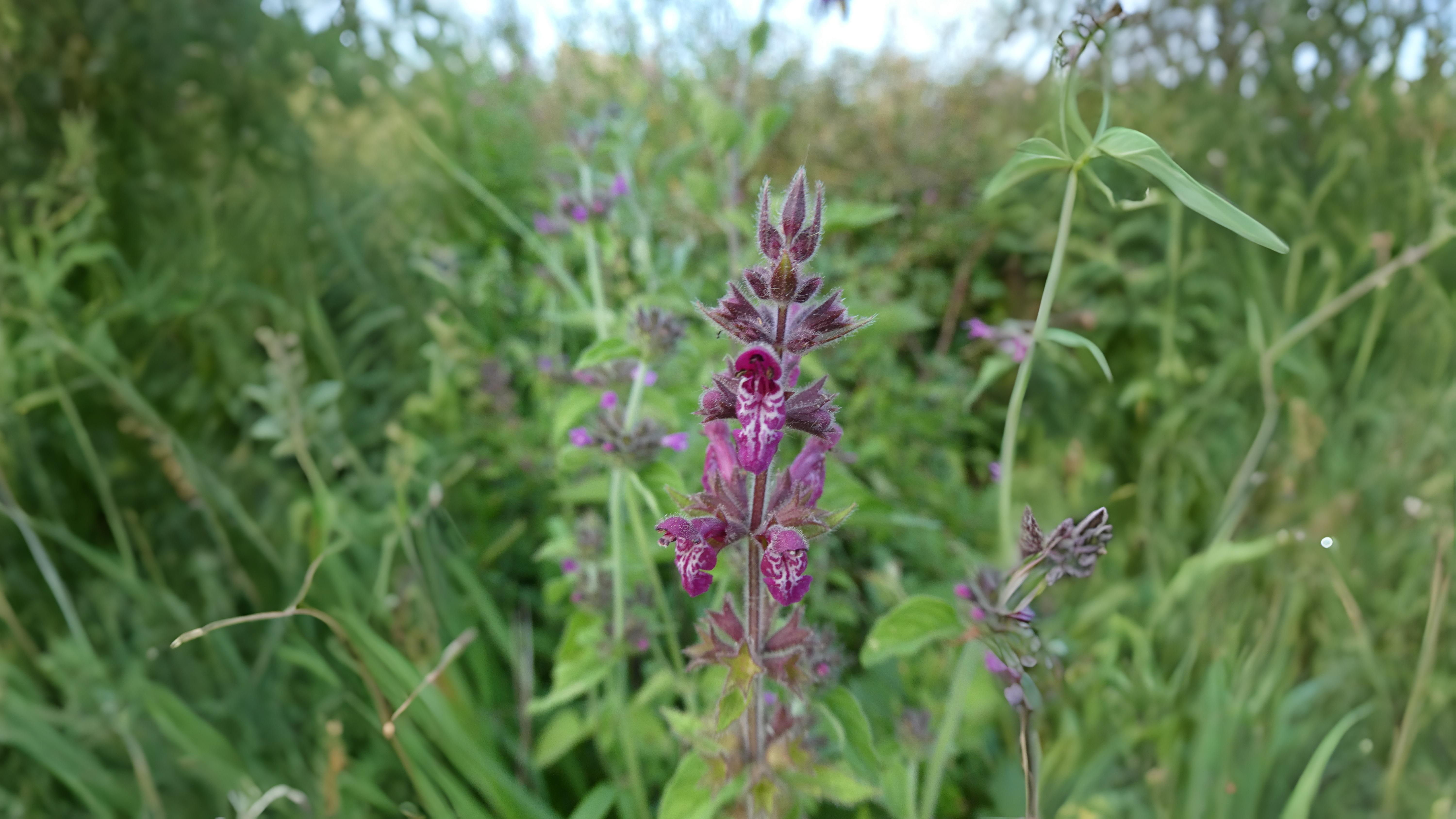 05-June June’s Woodland Mysteries Section Image