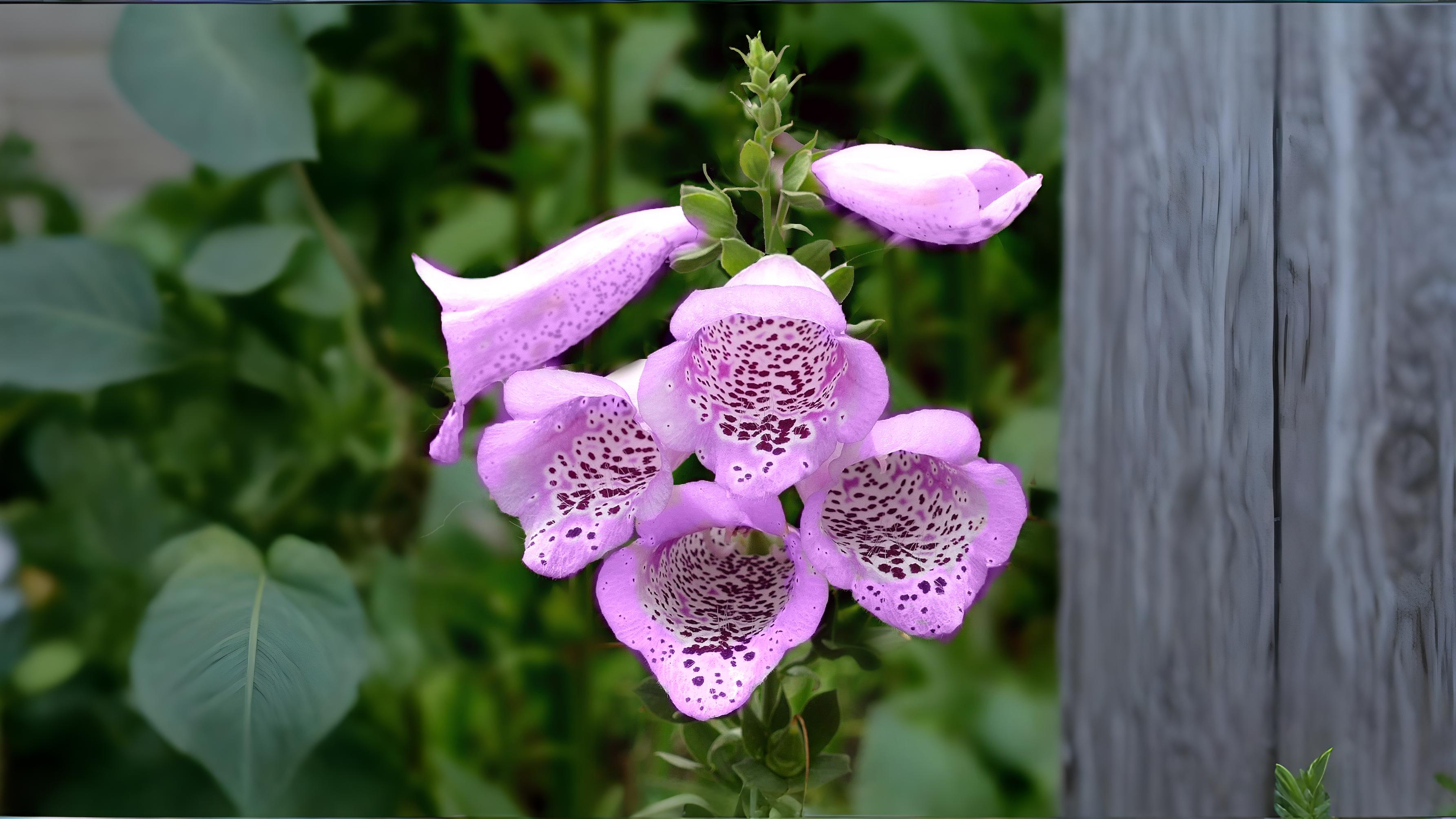 05-June June’s Woodland Mysteries Section Image
