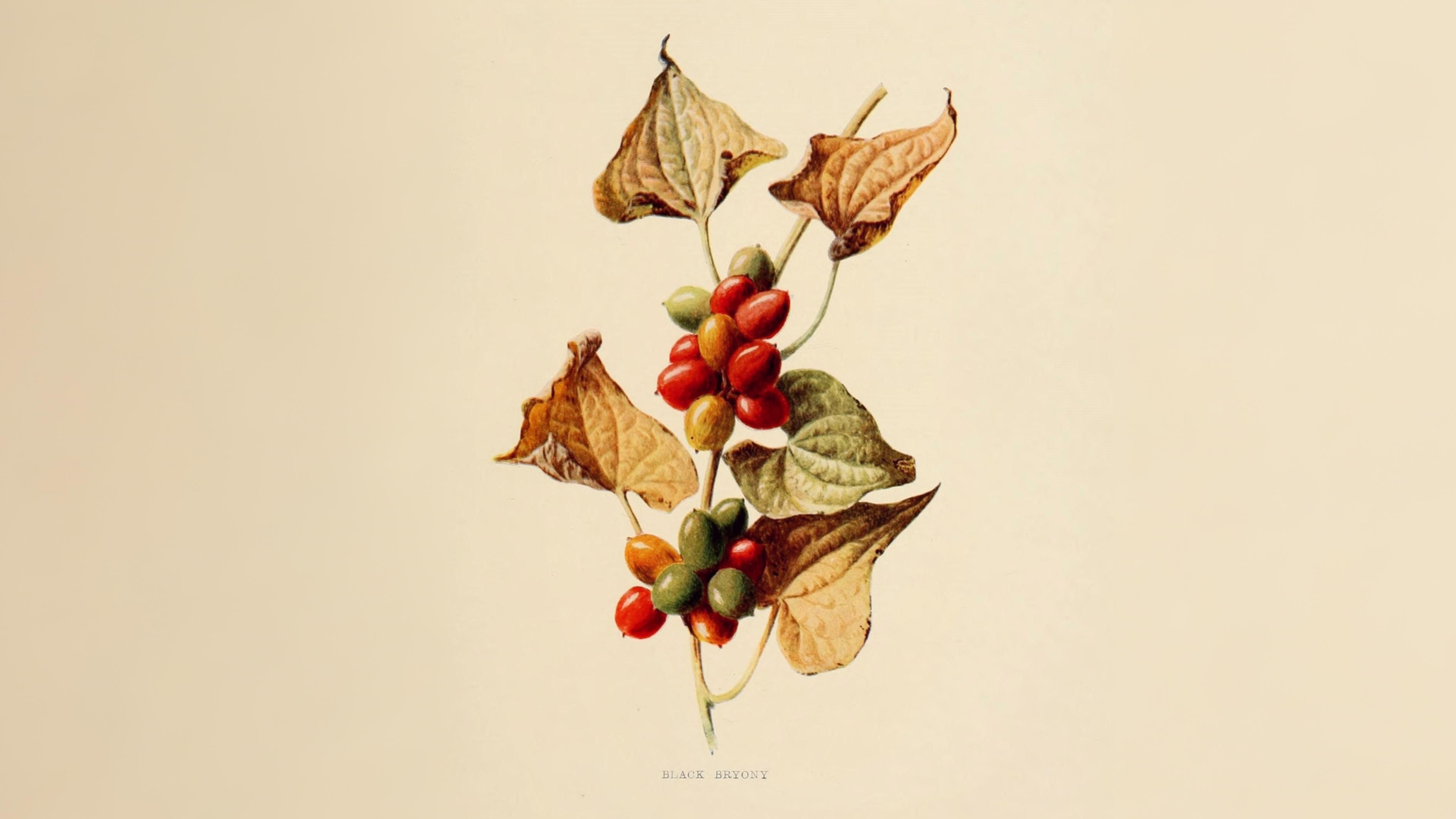 05-June June’s Woodland Mysteries Section Image
