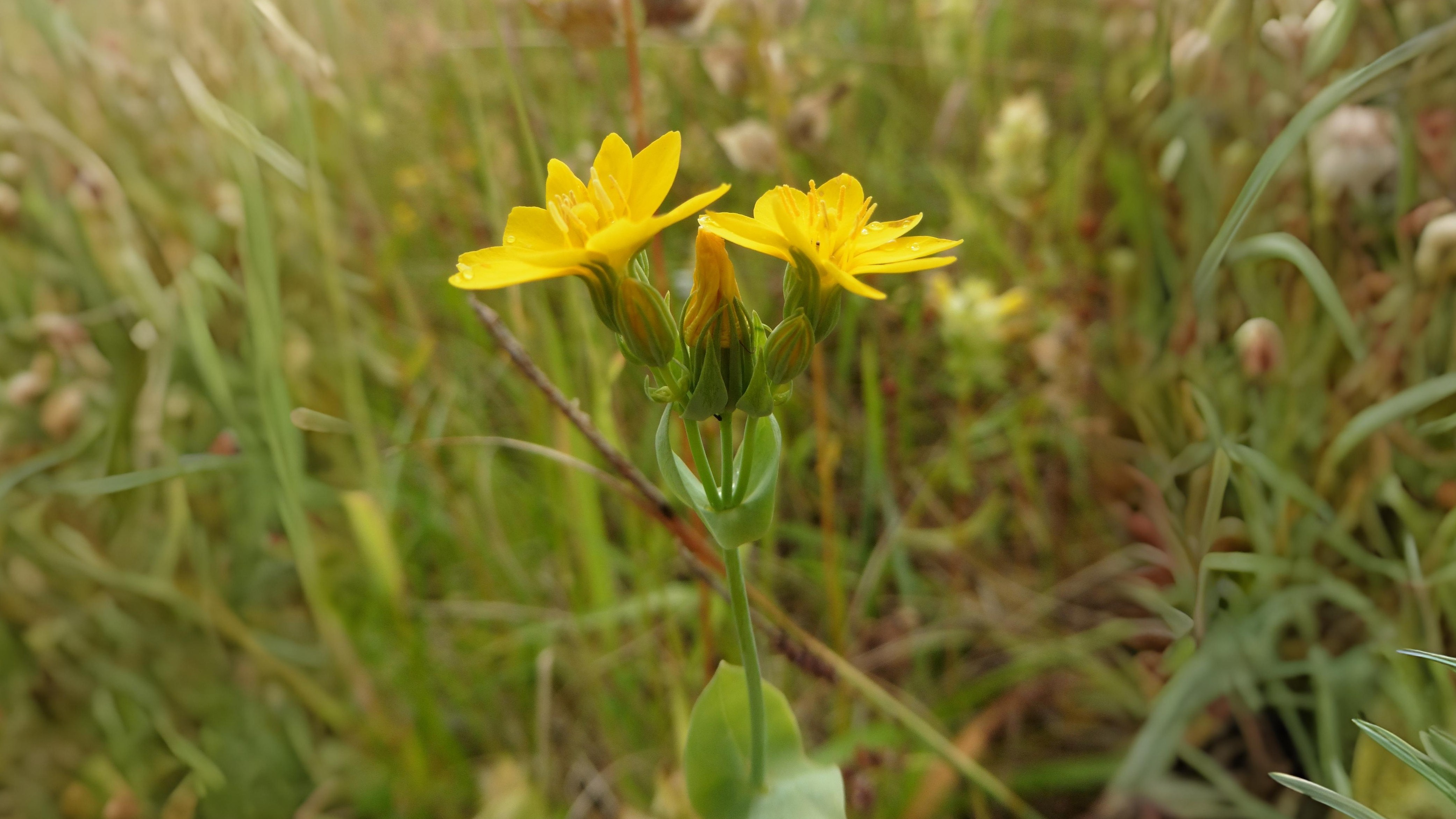 06-June Downland & Wetland Magic Section Image