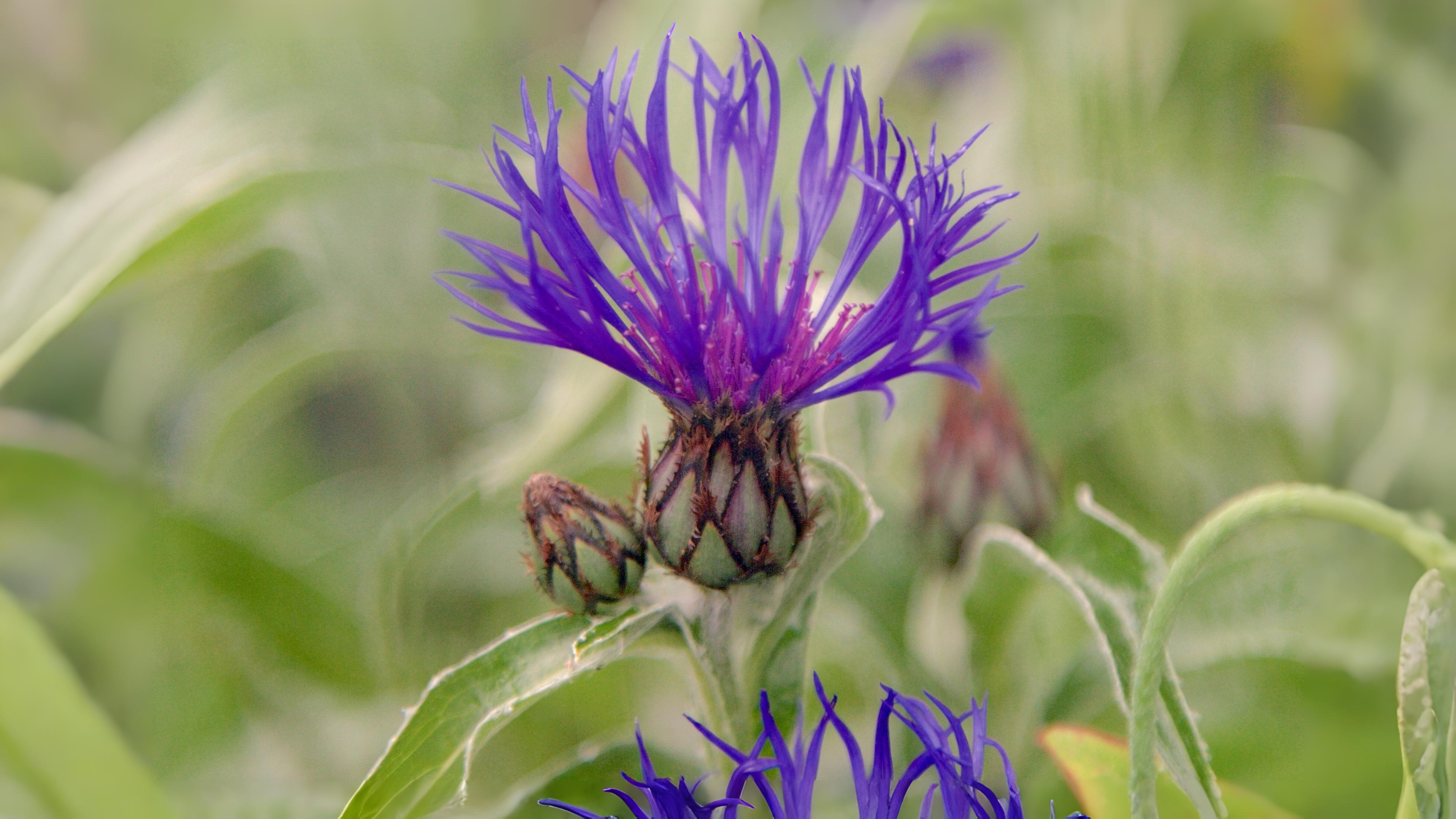 06-June Downland & Wetland Magic Section Image