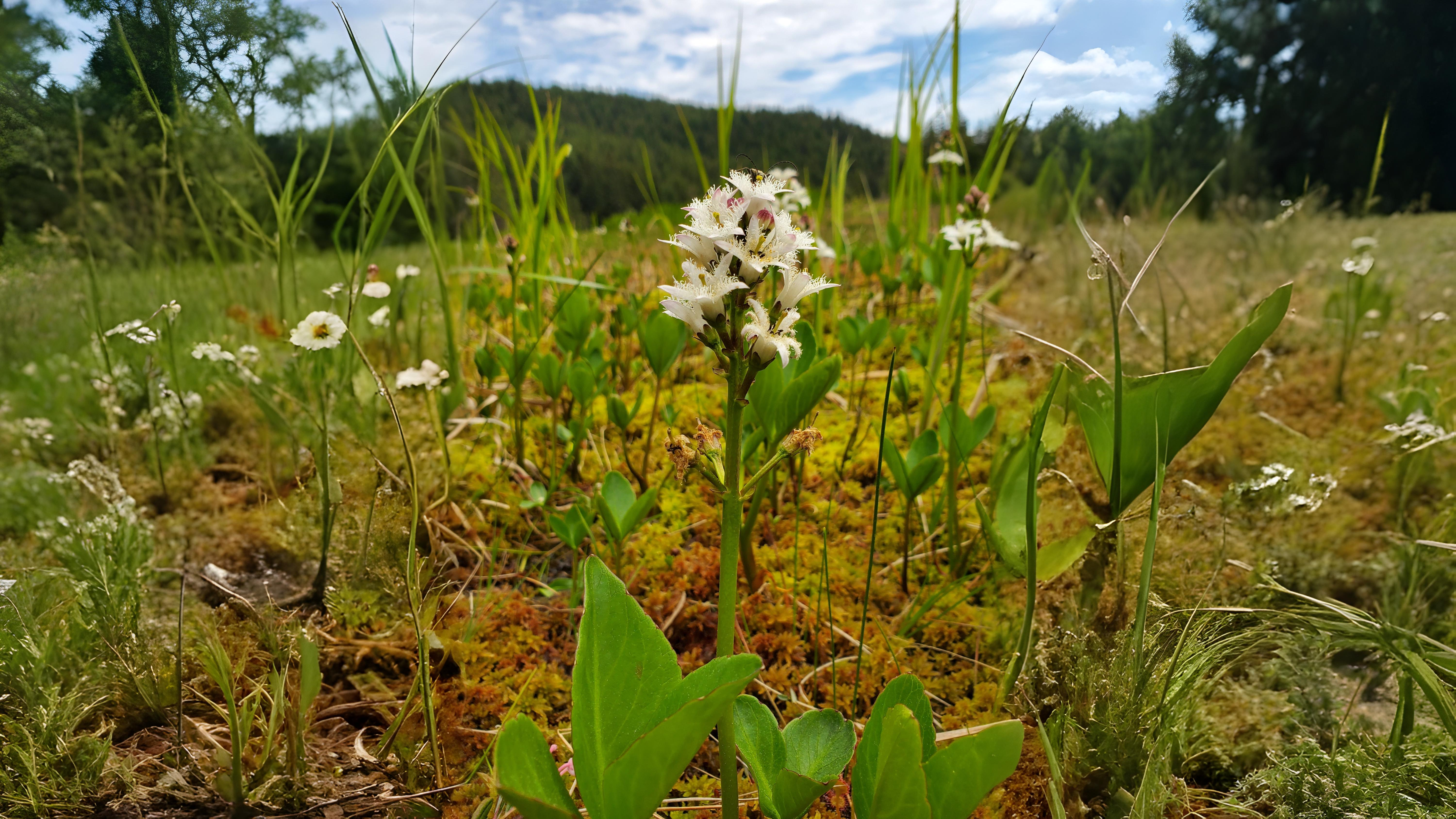 06-June Downland & Wetland Magic Section Image