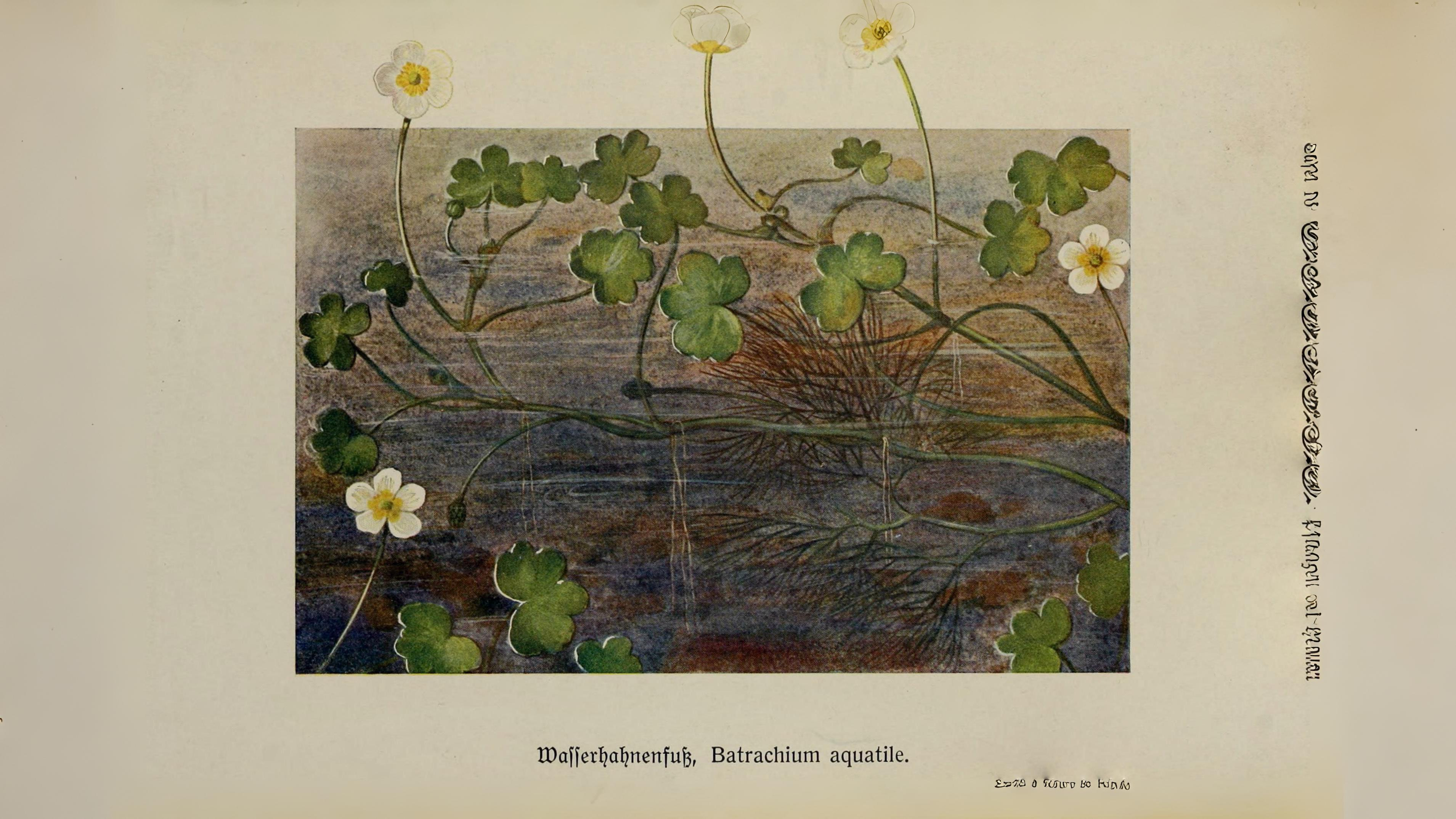 06-June Downland & Wetland Magic Section Image