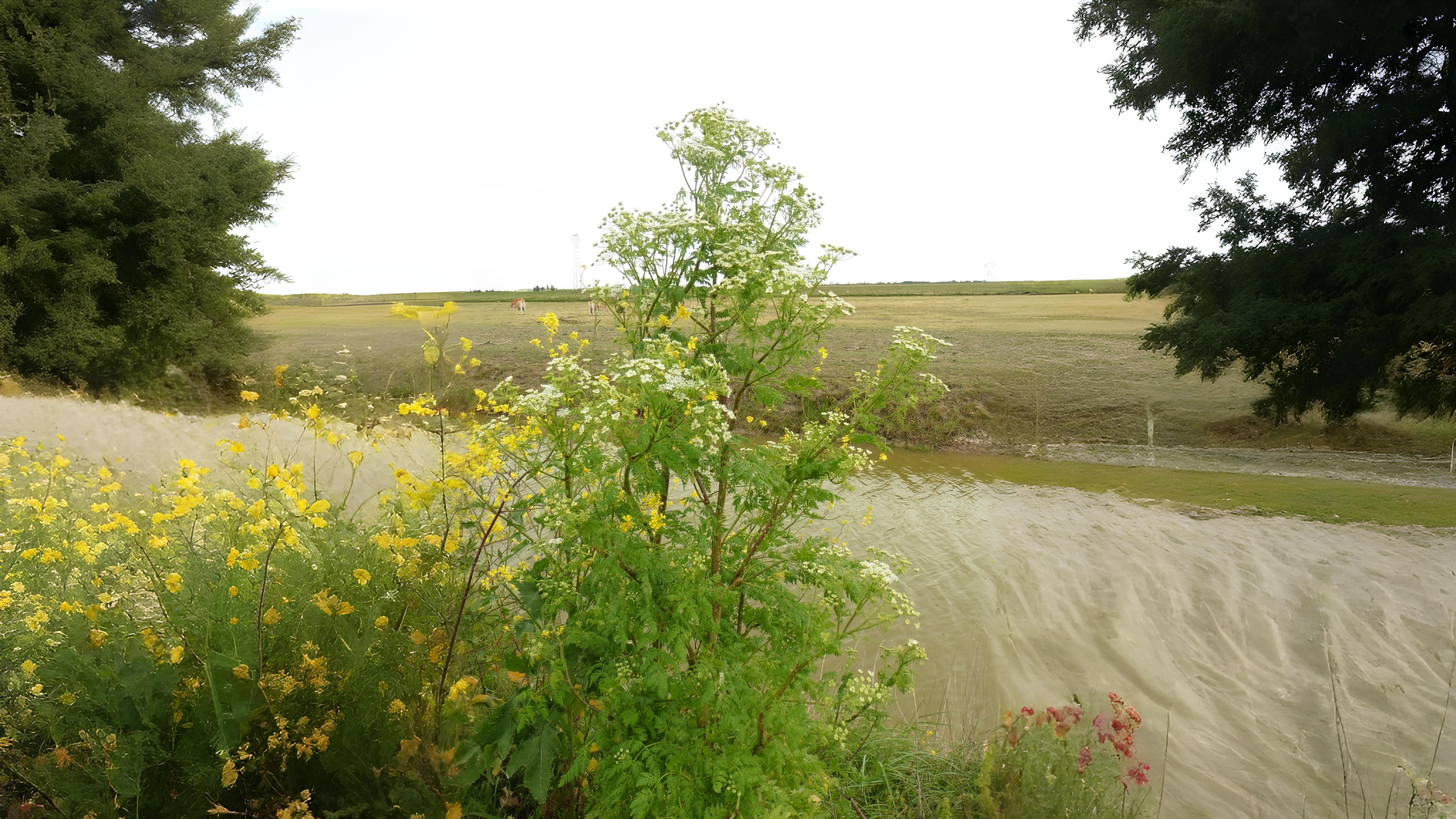 07-June June’s Umbellifer Secrets Section Image