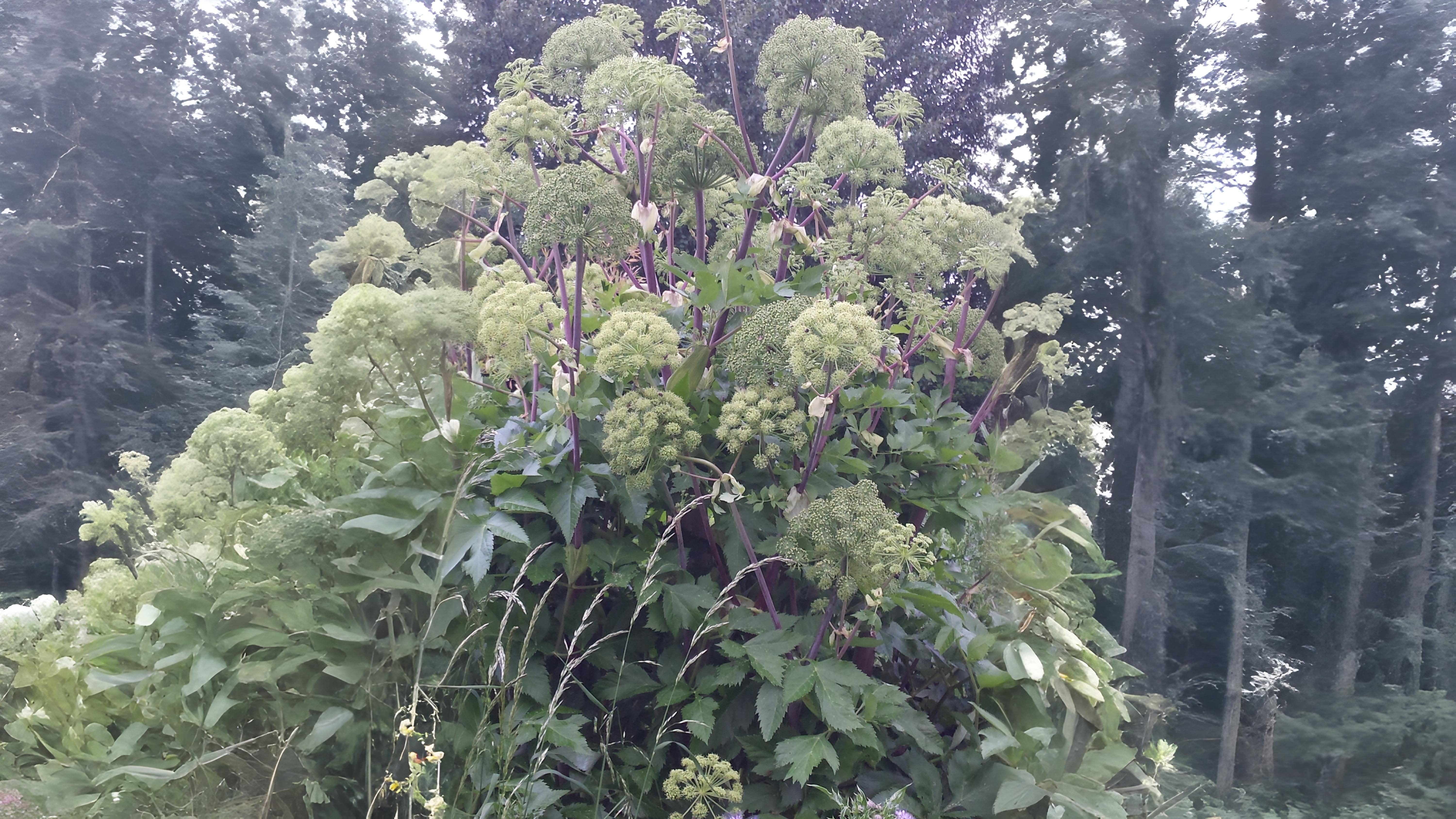 07-June June’s Umbellifer Secrets Section Image