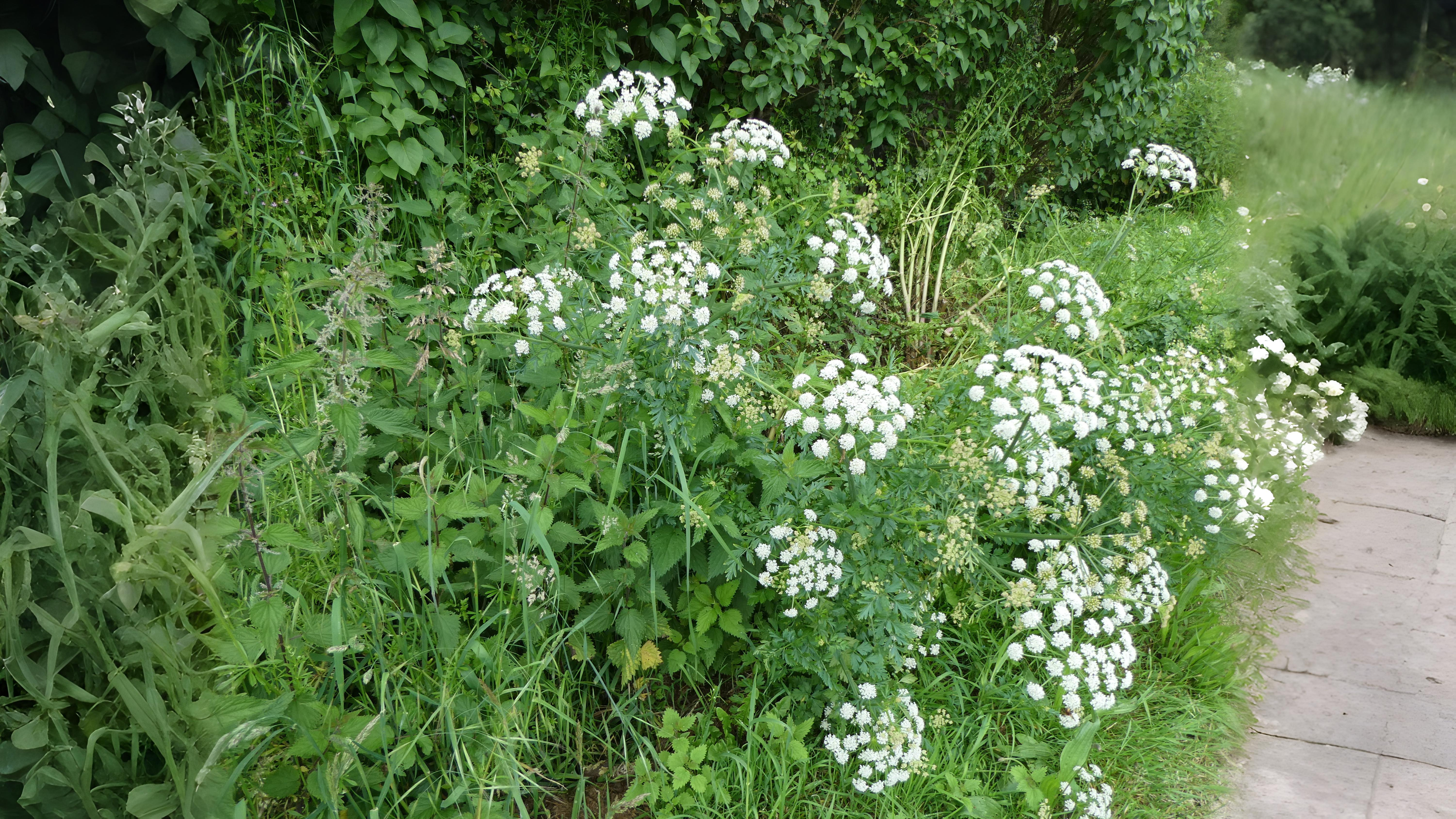 07-June June’s Umbellifer Secrets Section Image