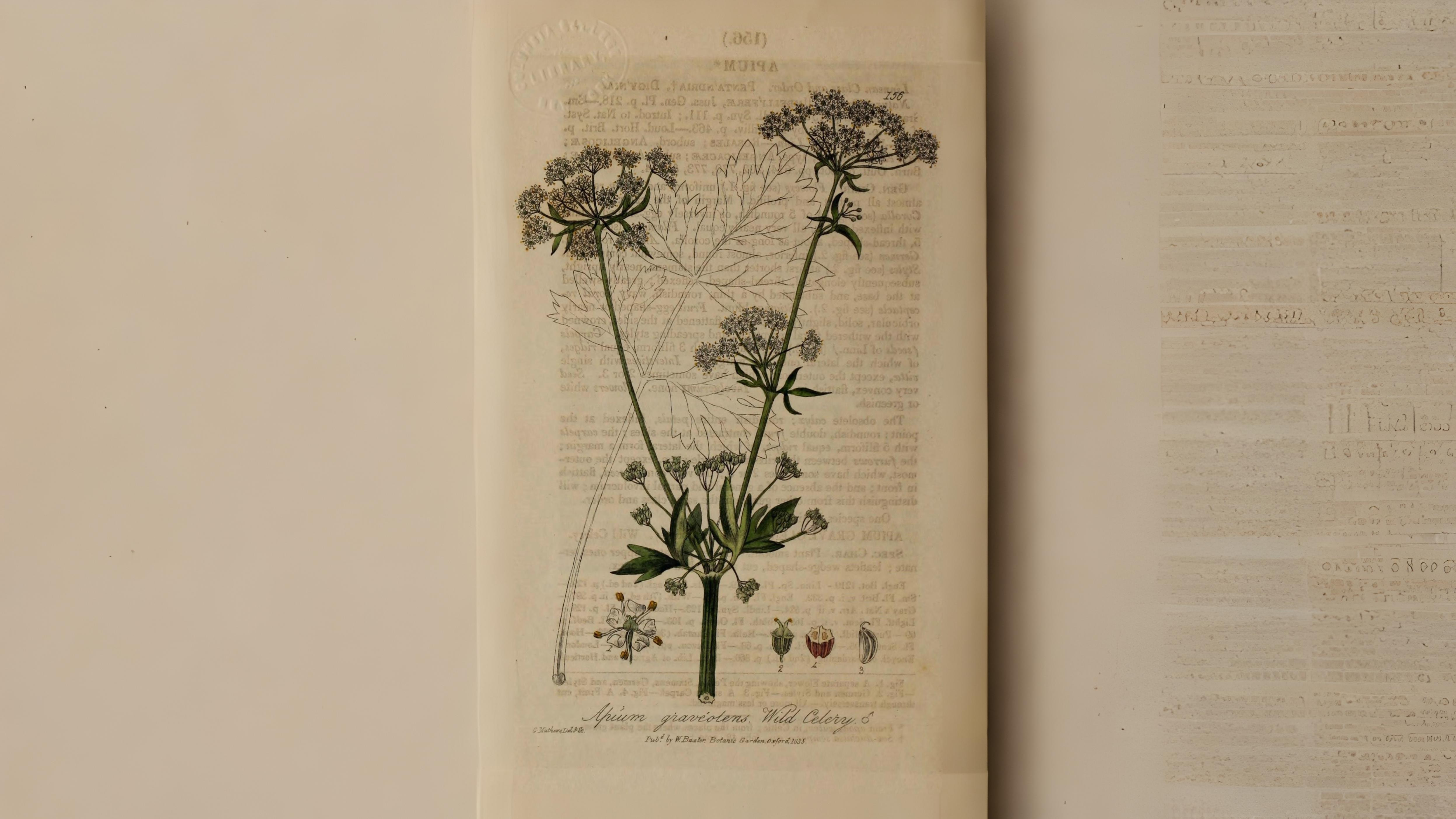 07-June June’s Umbellifer Secrets Section Image