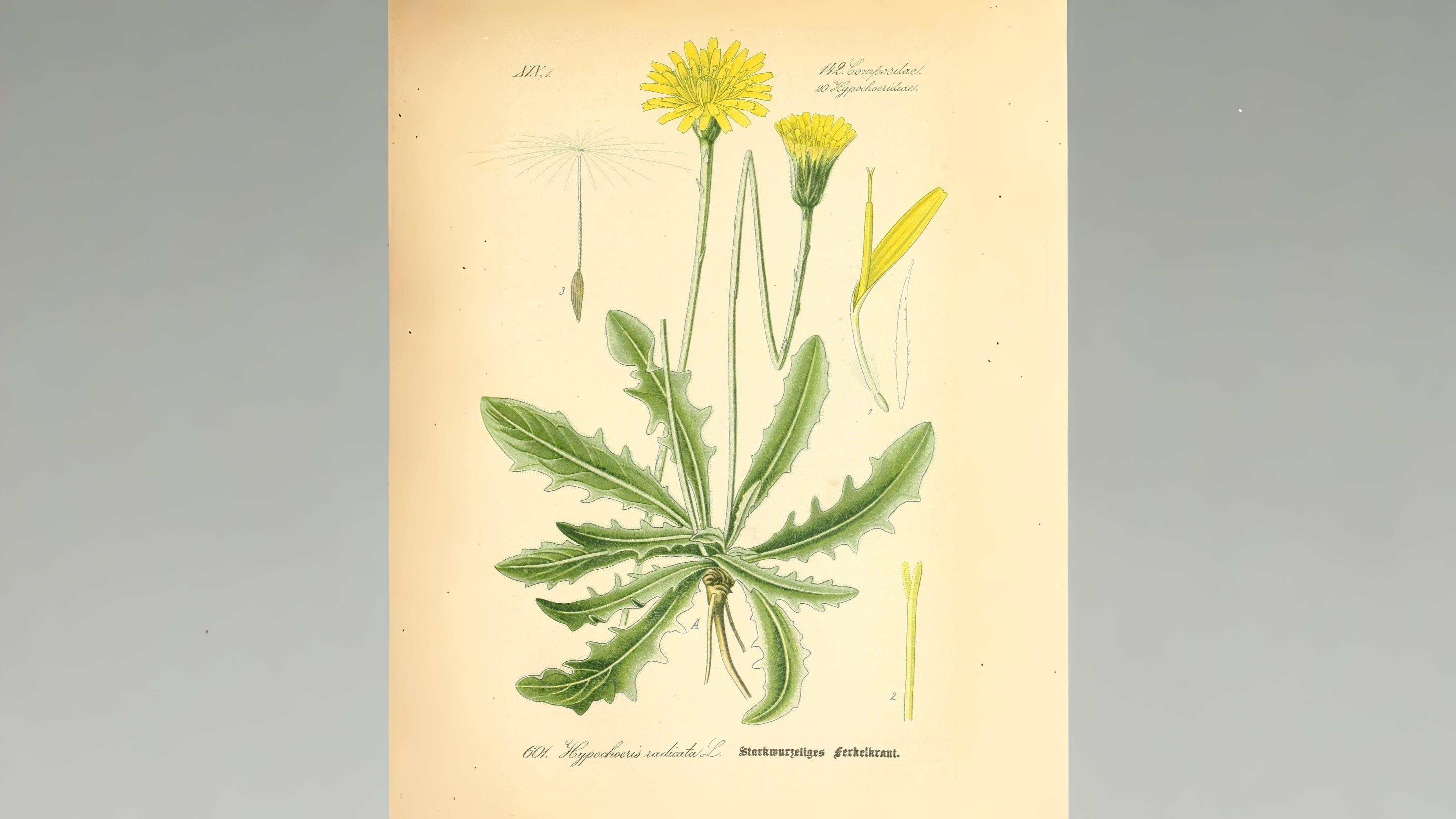 07-June June’s Umbellifer Secrets Section Image