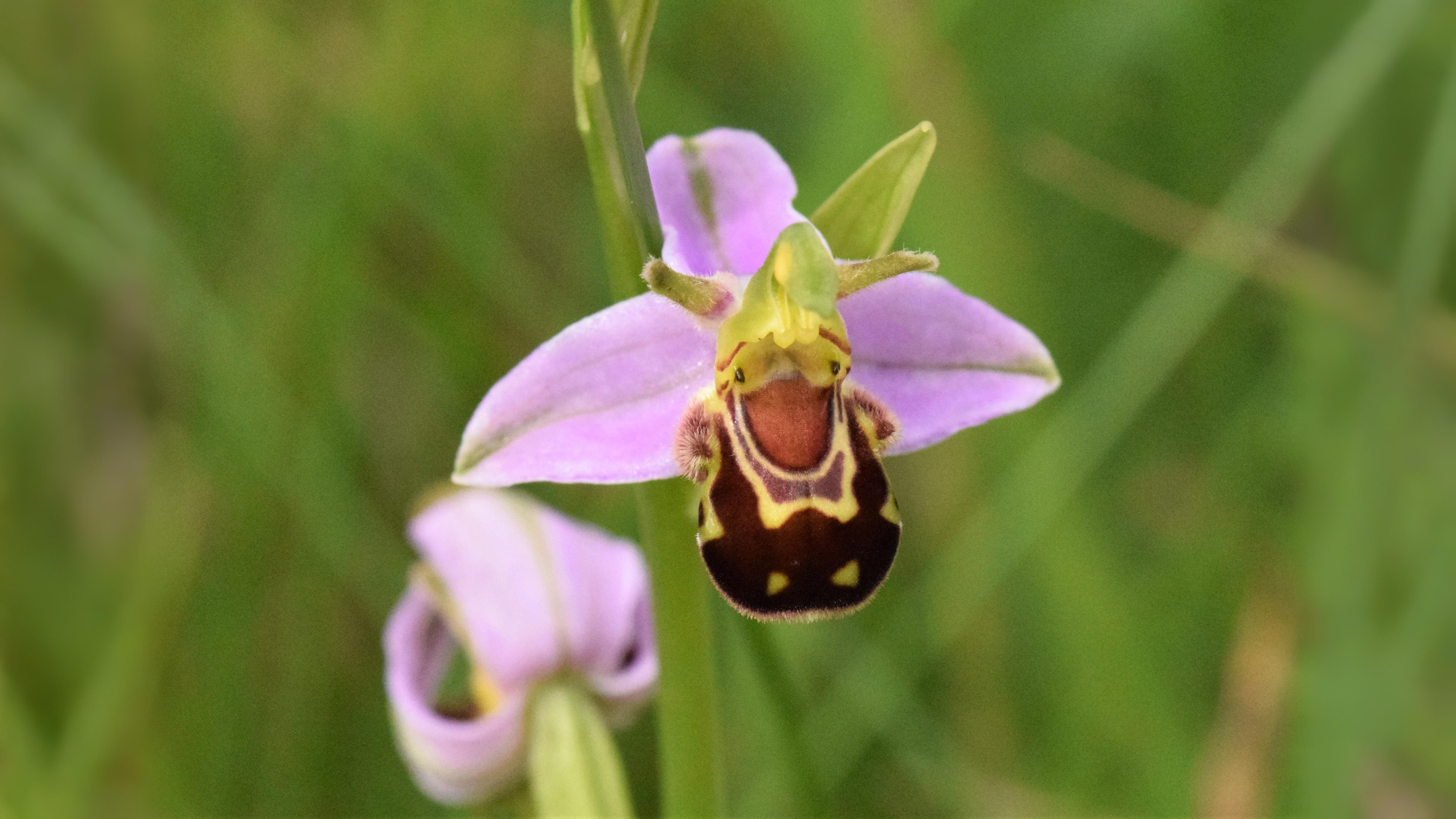 08-June June’s Last Orchids & Secret Fungi Section Image