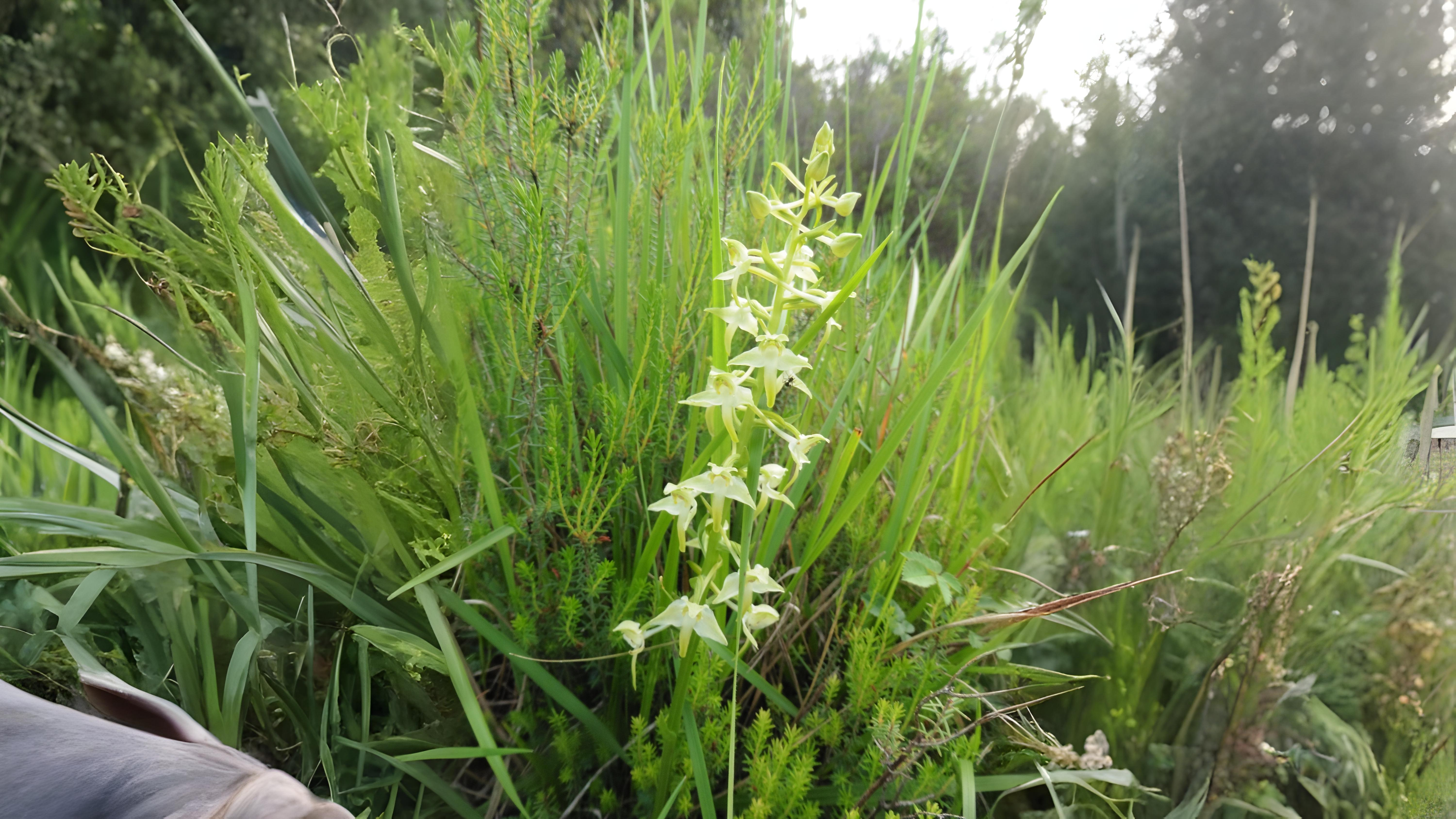08-June June’s Last Orchids & Secret Fungi Section Image