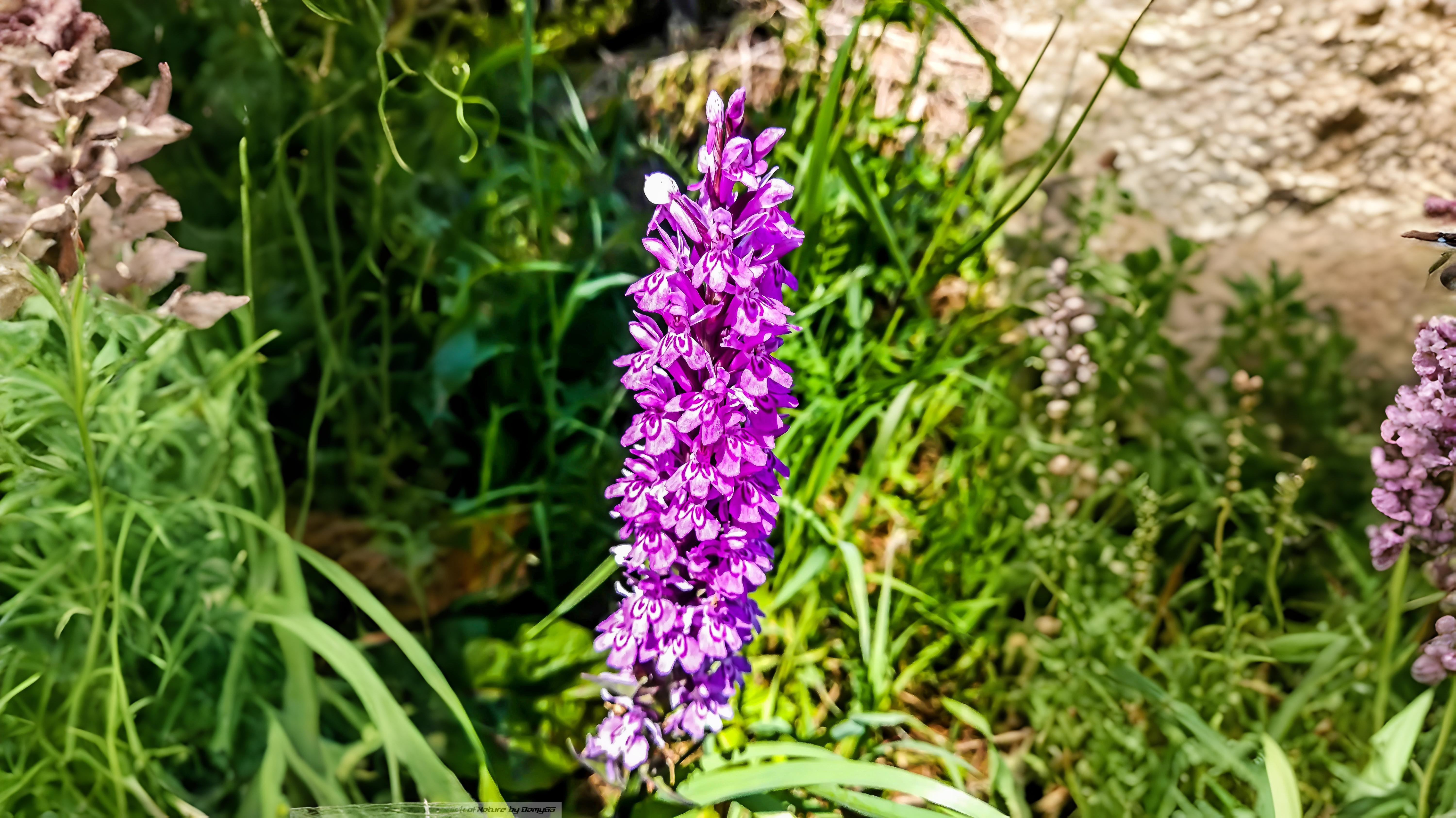 08-June June’s Last Orchids & Secret Fungi Section Image