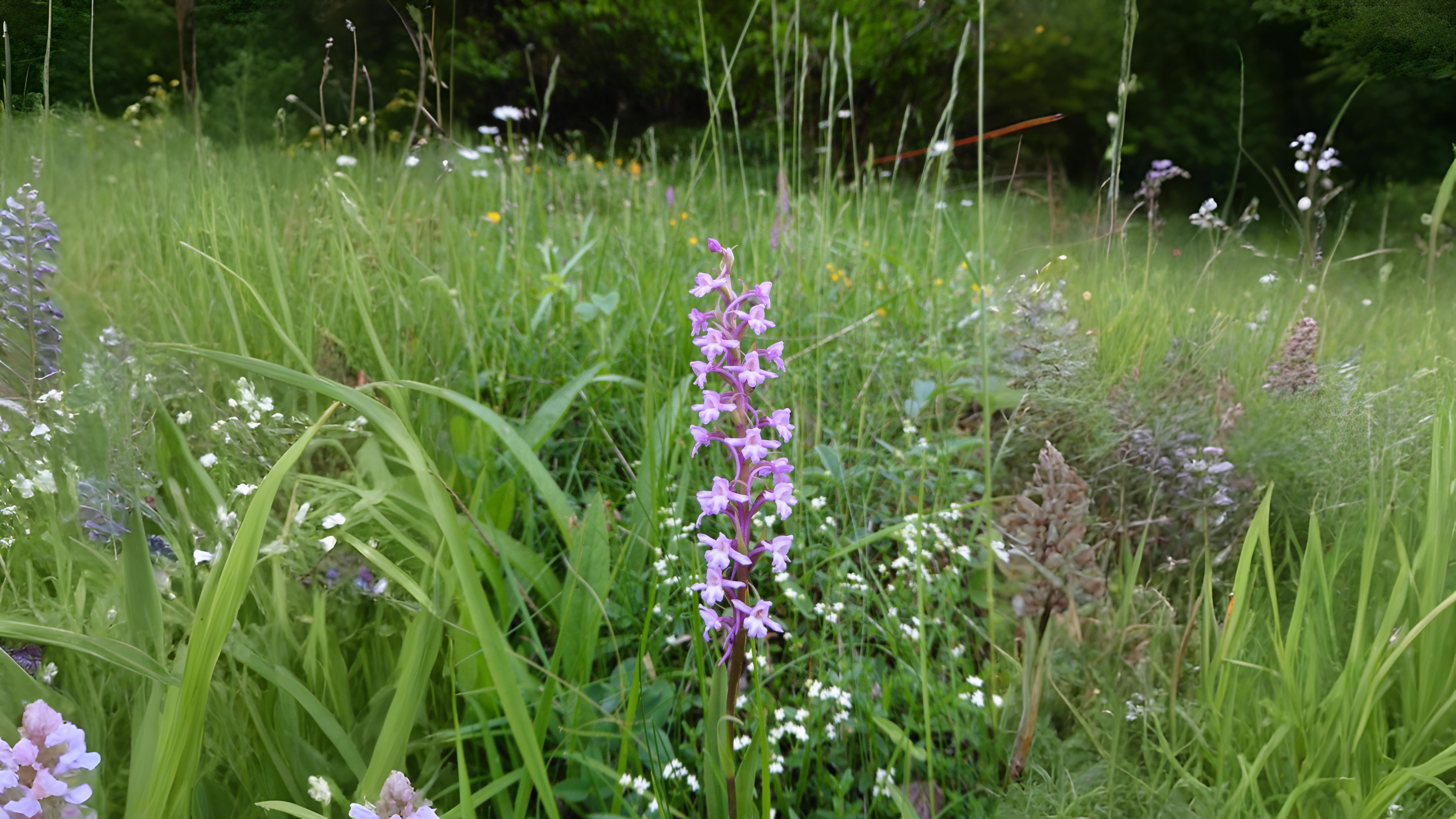 08-June June’s Last Orchids & Secret Fungi Section Image