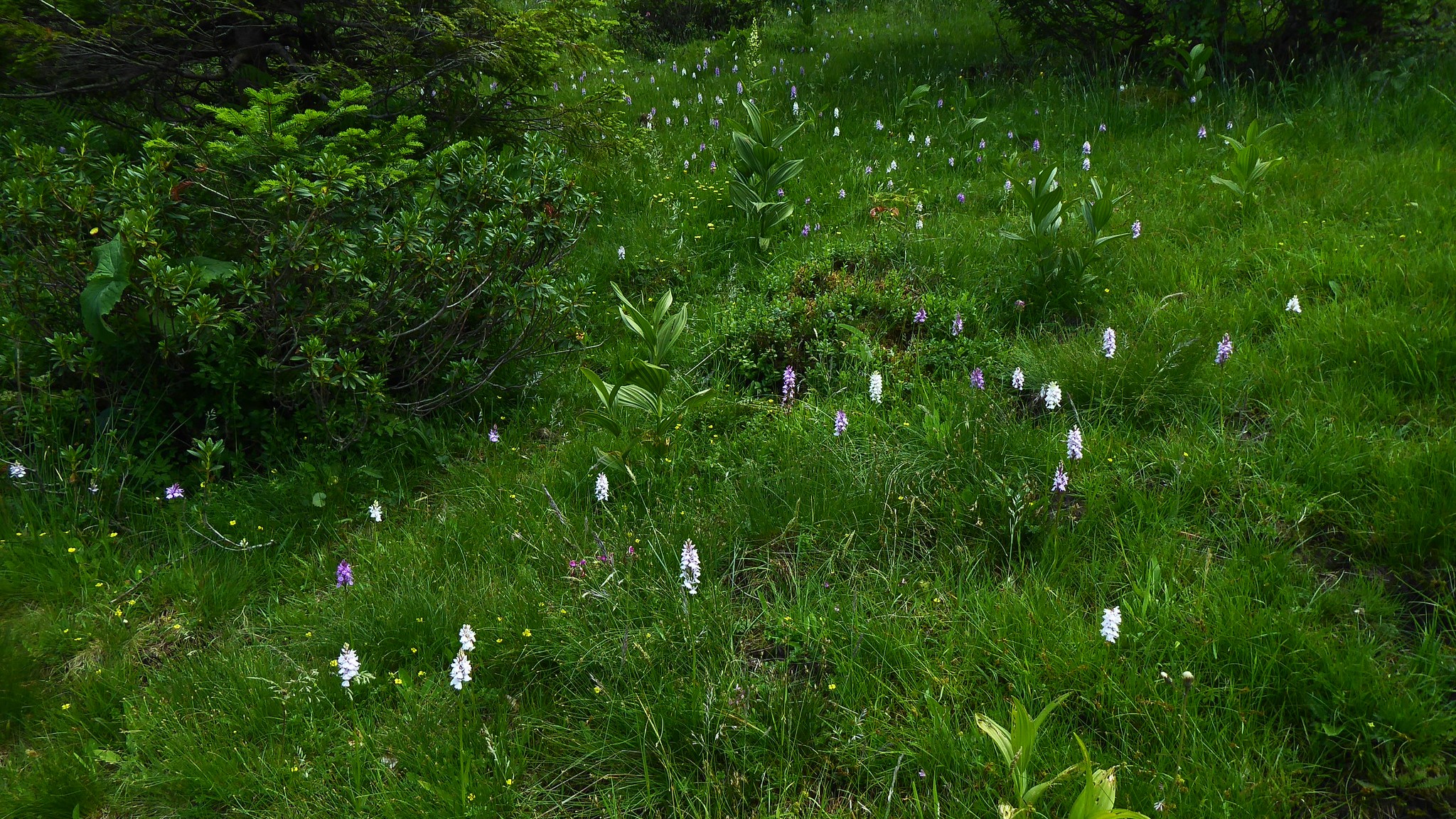 08-June June’s Last Orchids & Secret Fungi Section Image