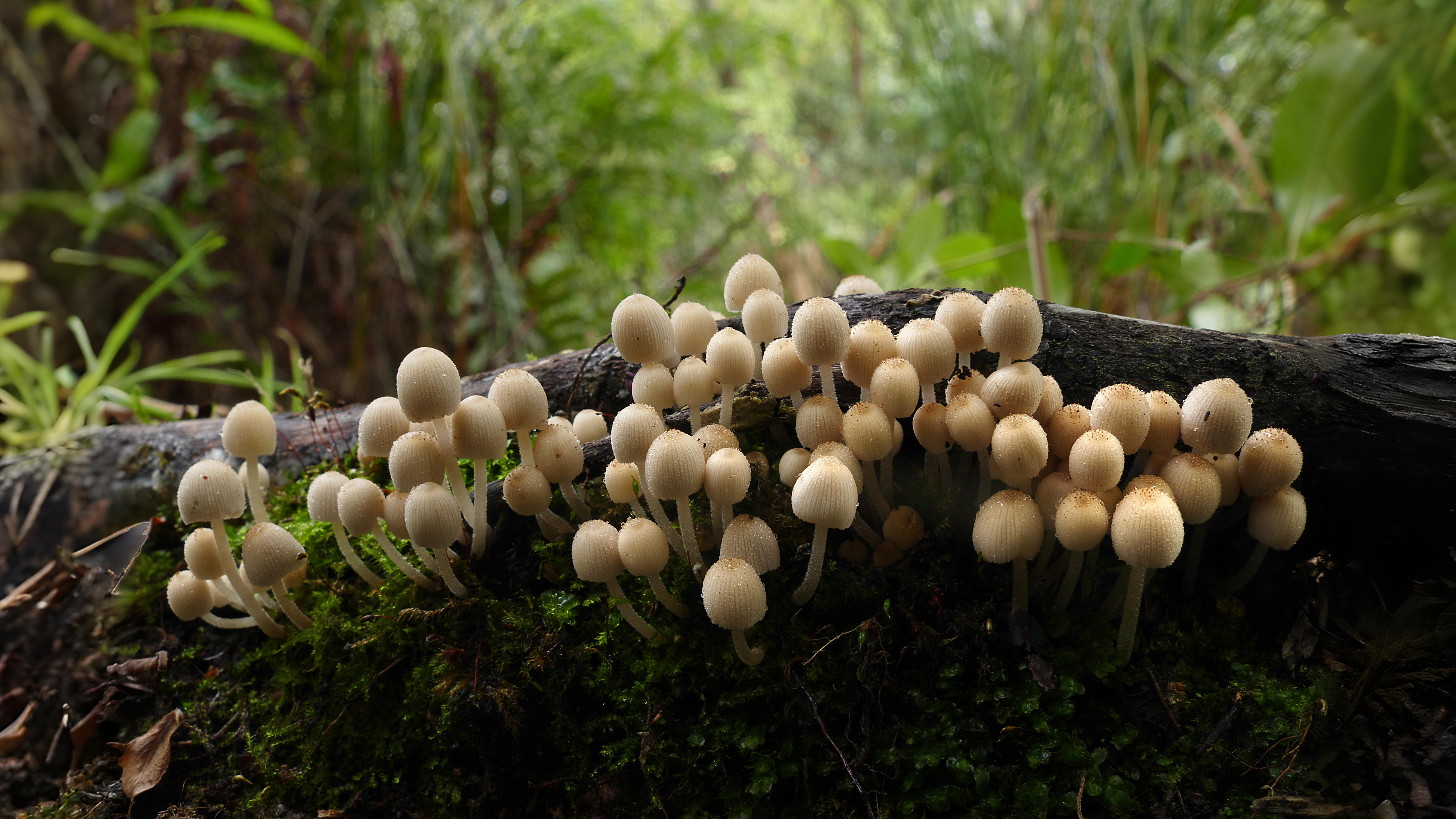 08-June June’s Last Orchids & Secret Fungi Section Image