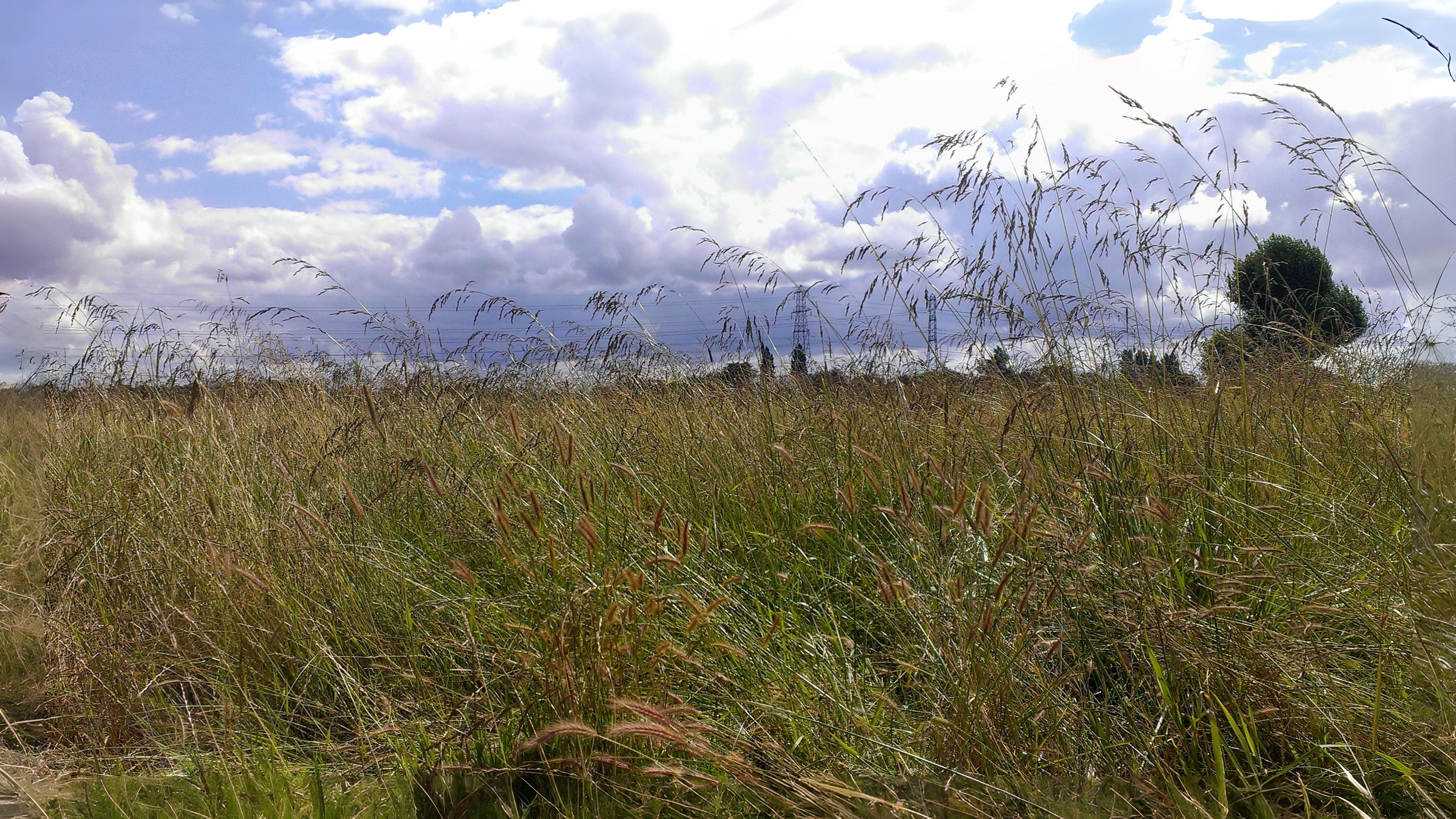 09-June June’s Grass Secrets Section Image
