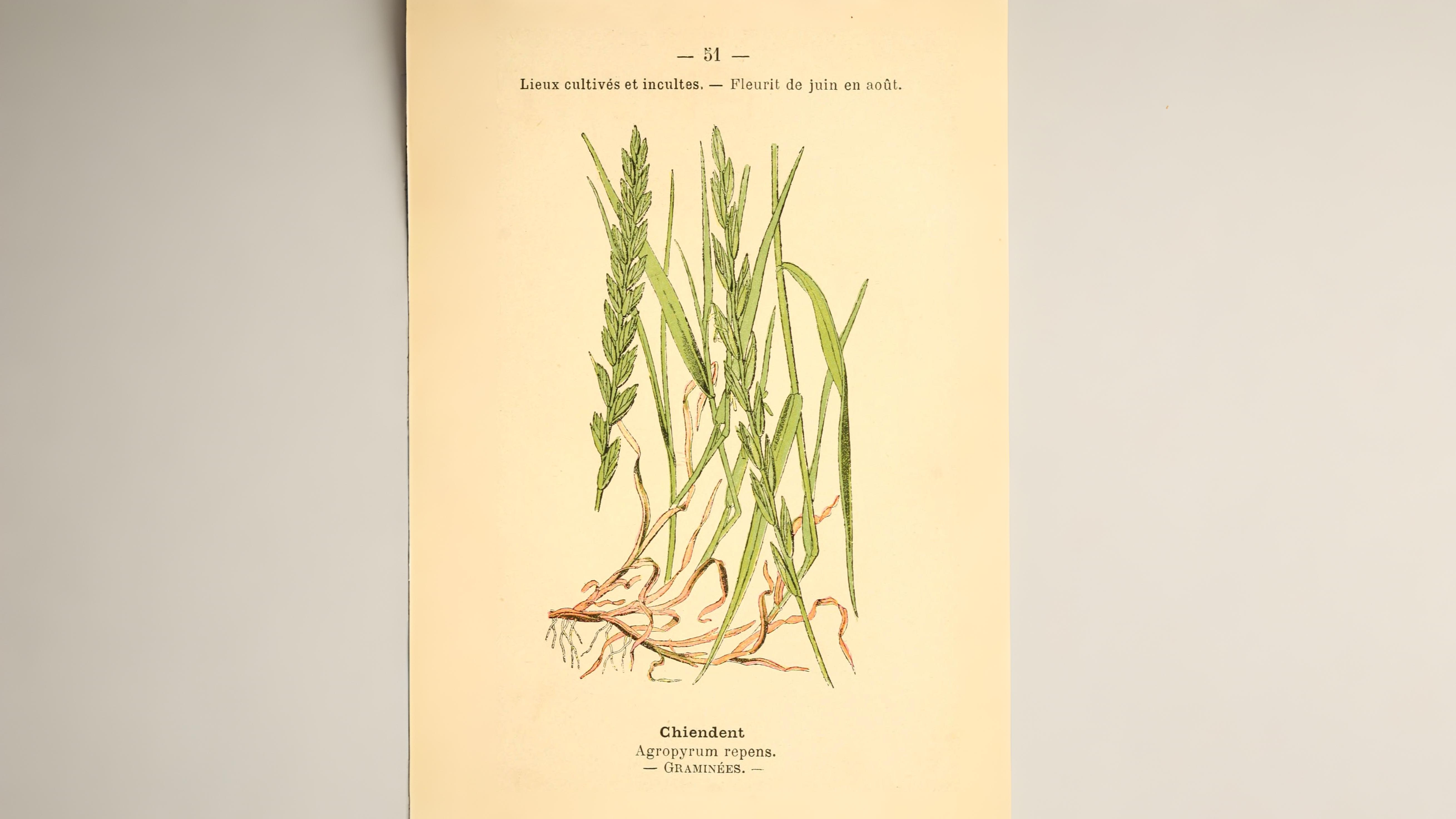 09-June June’s Grass Secrets Section Image