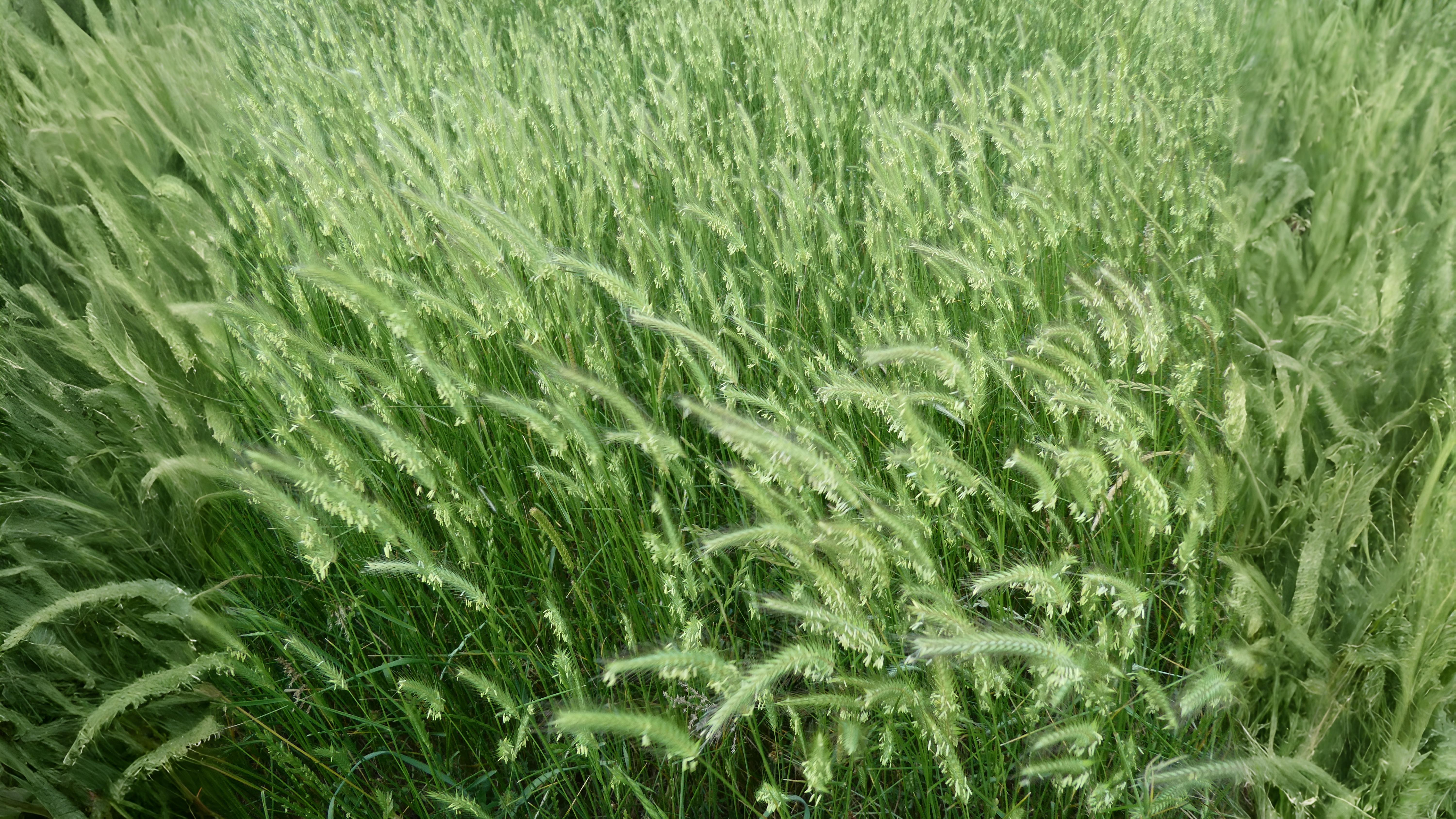09-June June’s Grass Secrets Section Image