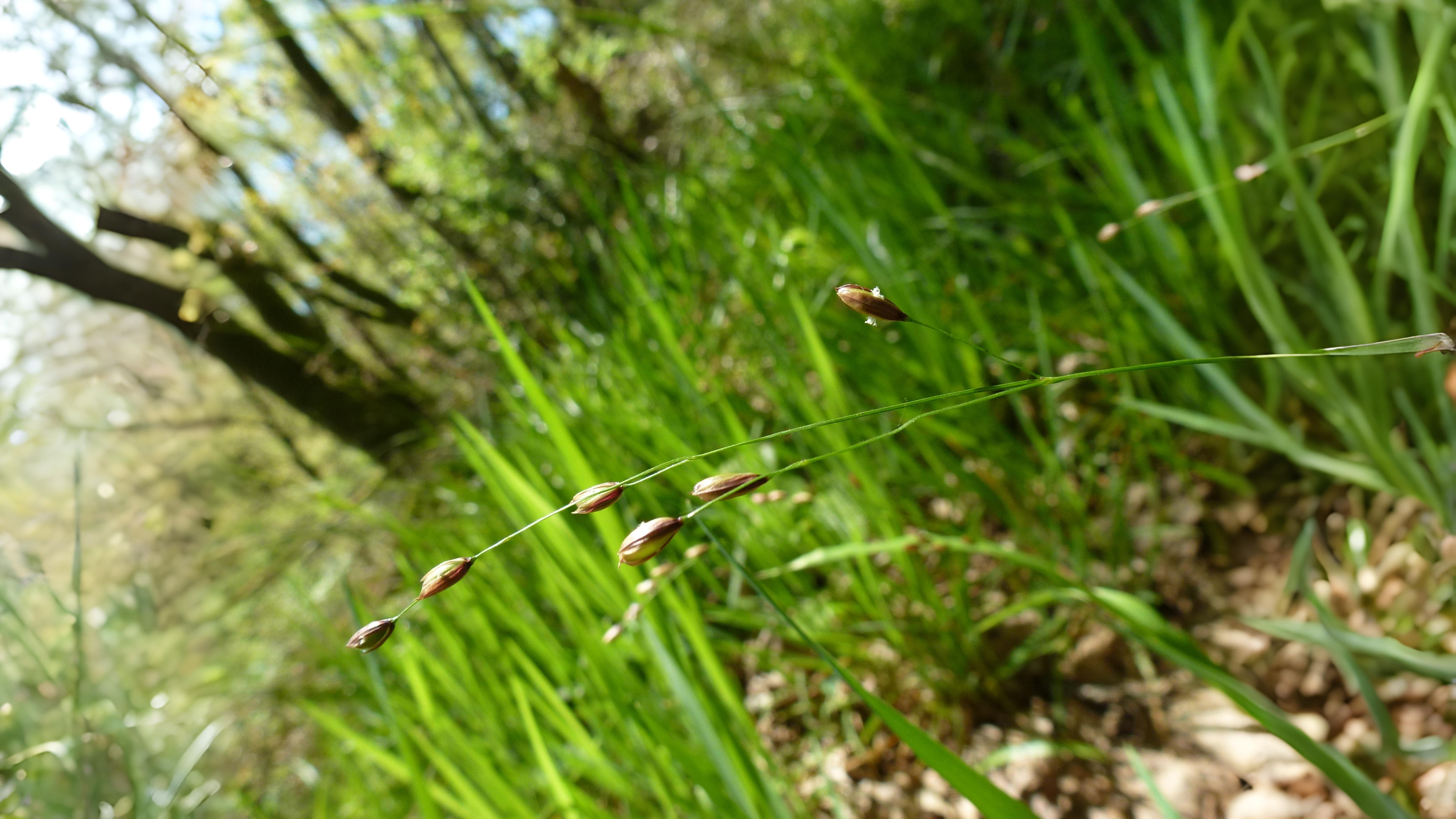 09-June June’s Grass Secrets Section Image