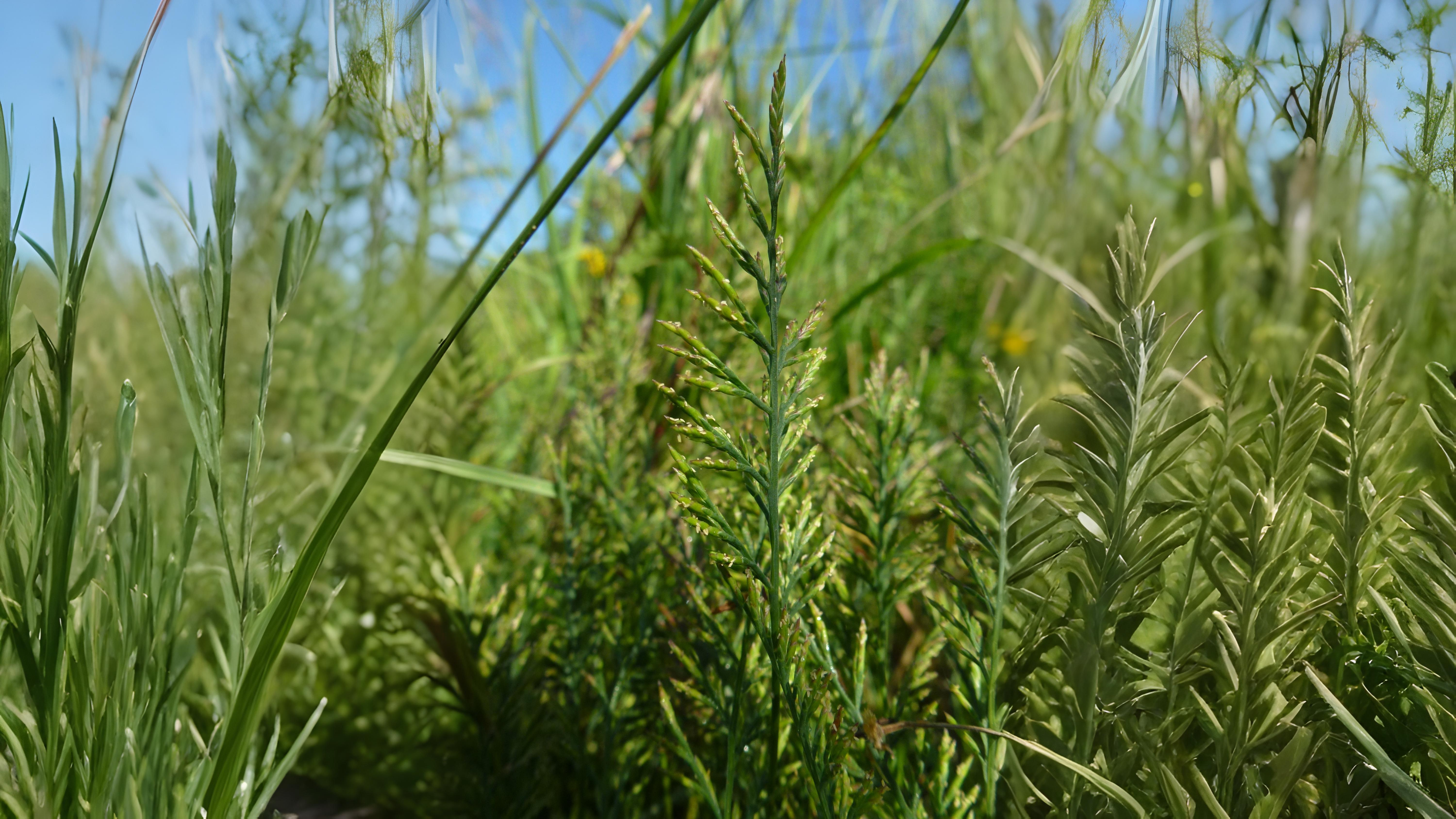09-June June’s Grass Secrets Section Image