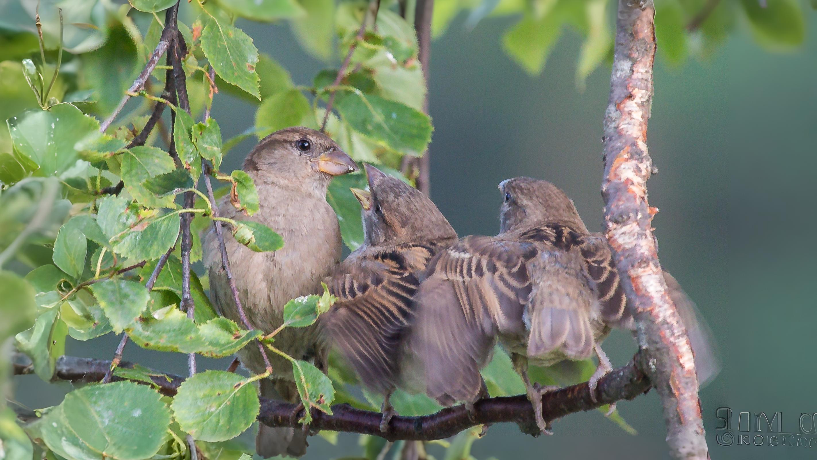 10-June June’s Vanishing Birdsong Section Image