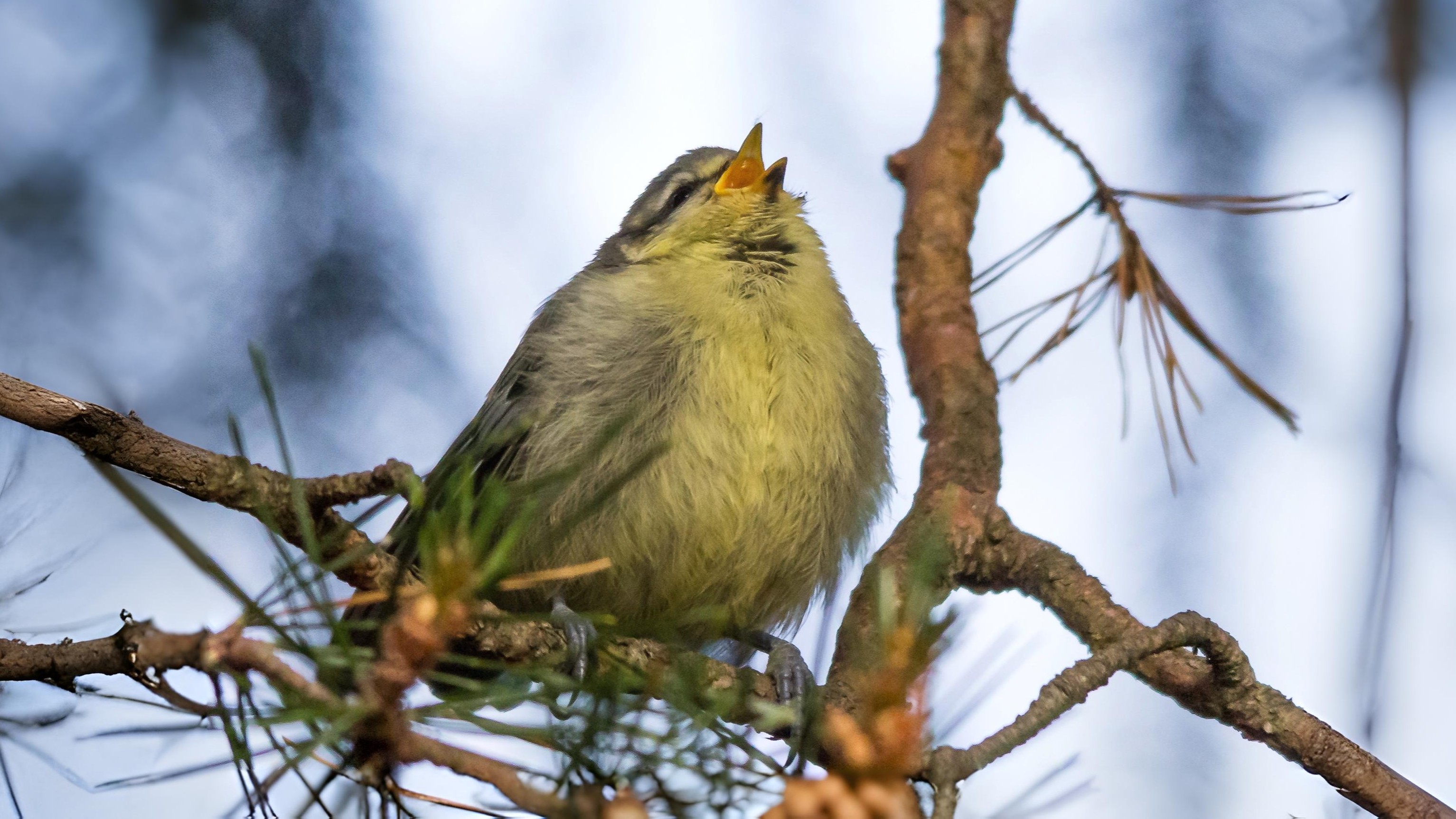 10-June June’s Vanishing Birdsong Section Image