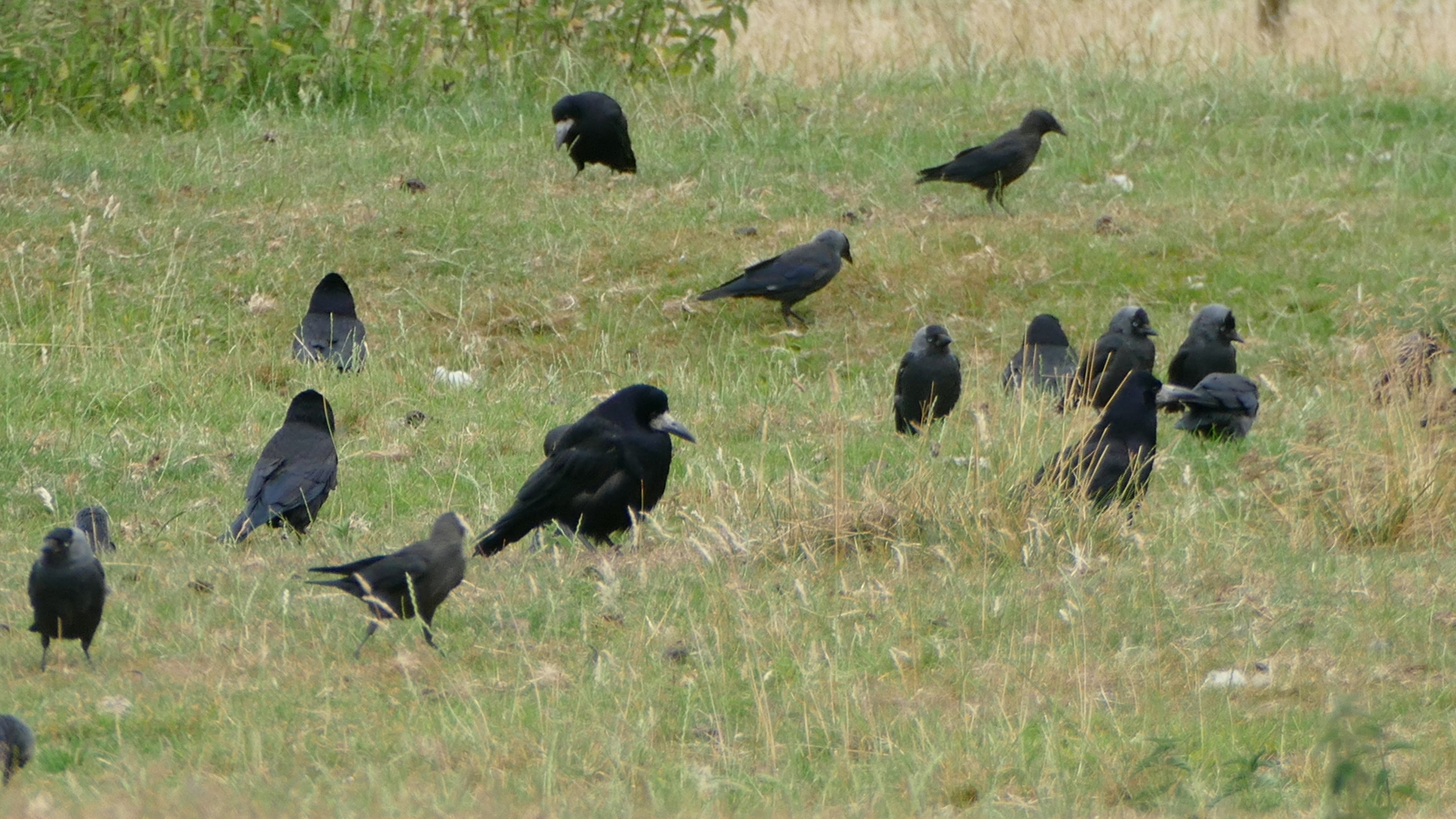 10-June June’s Vanishing Birdsong Section Image