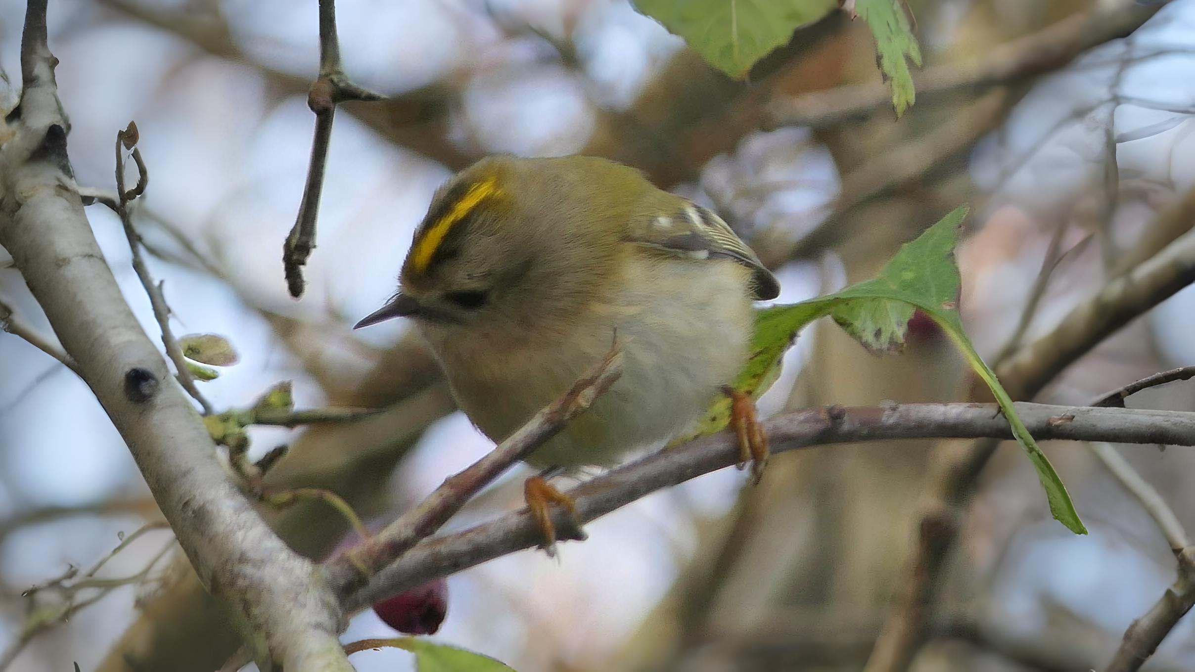 10-June June’s Vanishing Birdsong Section Image