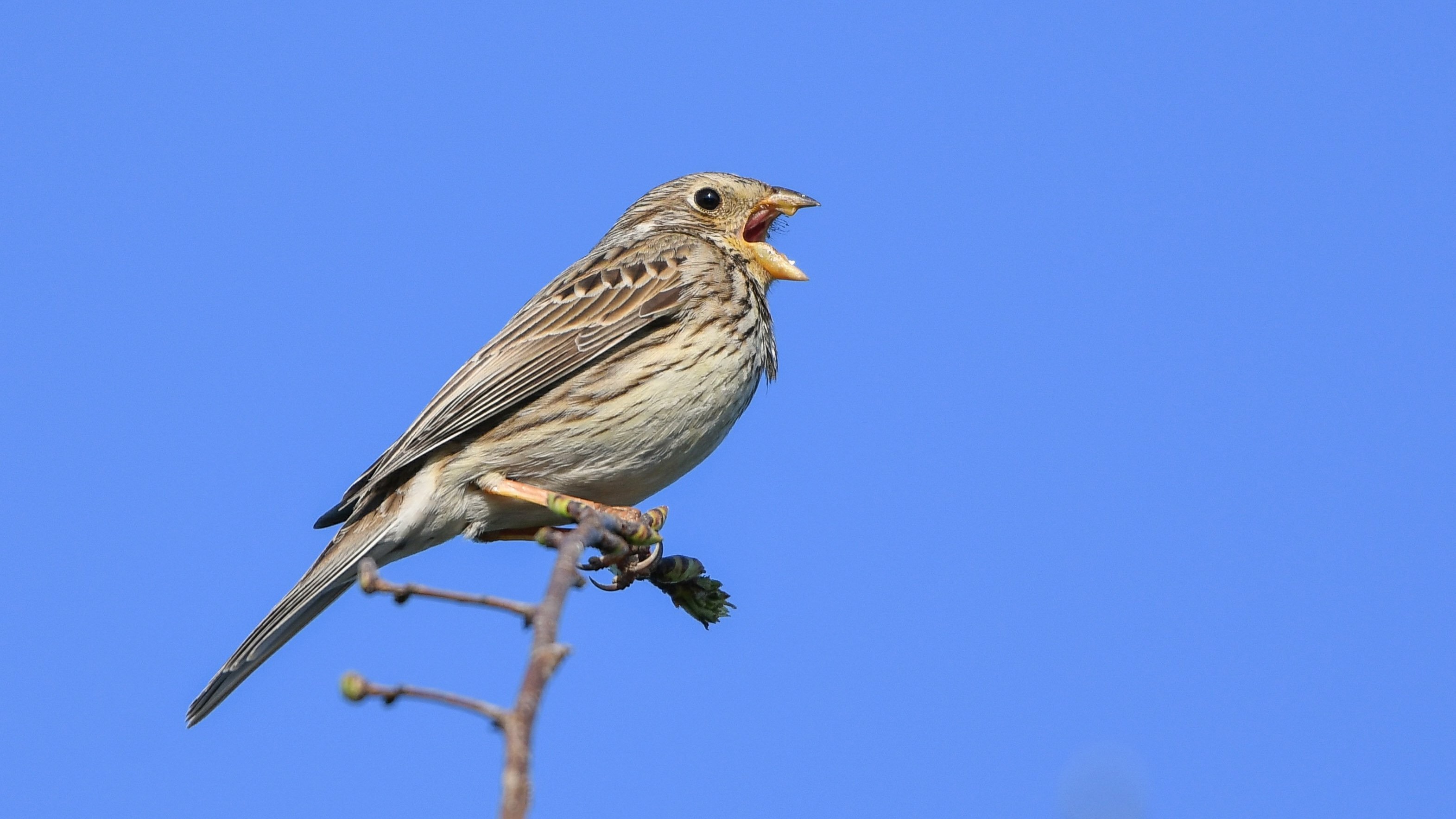 10-June June’s Vanishing Birdsong Section Image