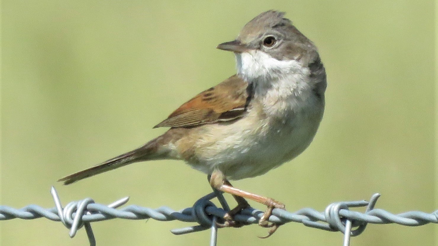 10-June June’s Vanishing Birdsong Section Image