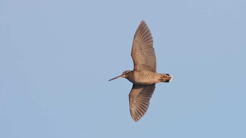 10-June June’s Vanishing Birdsong Section Image