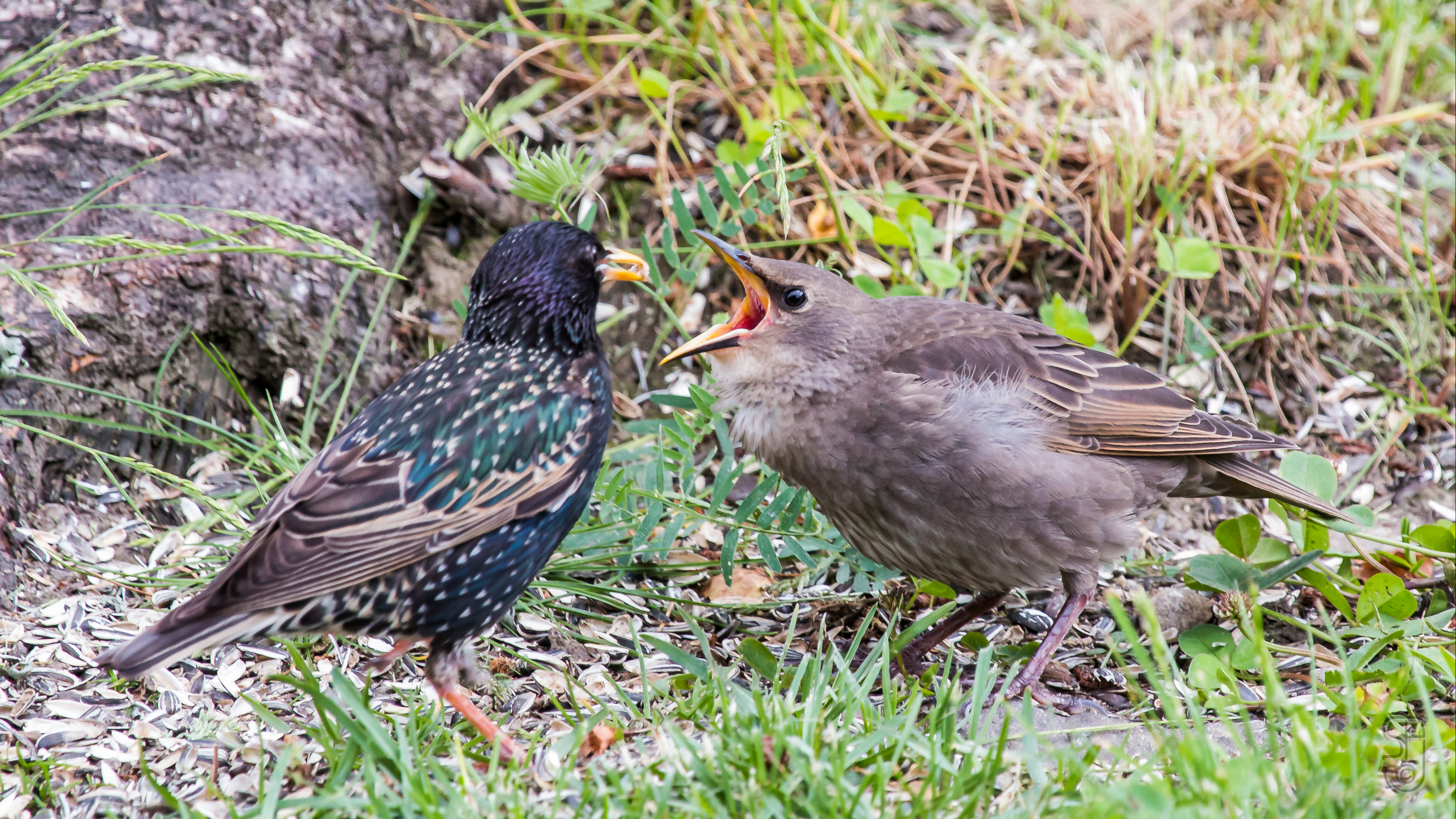 11-June London’s Fledglings in Flight Section Image