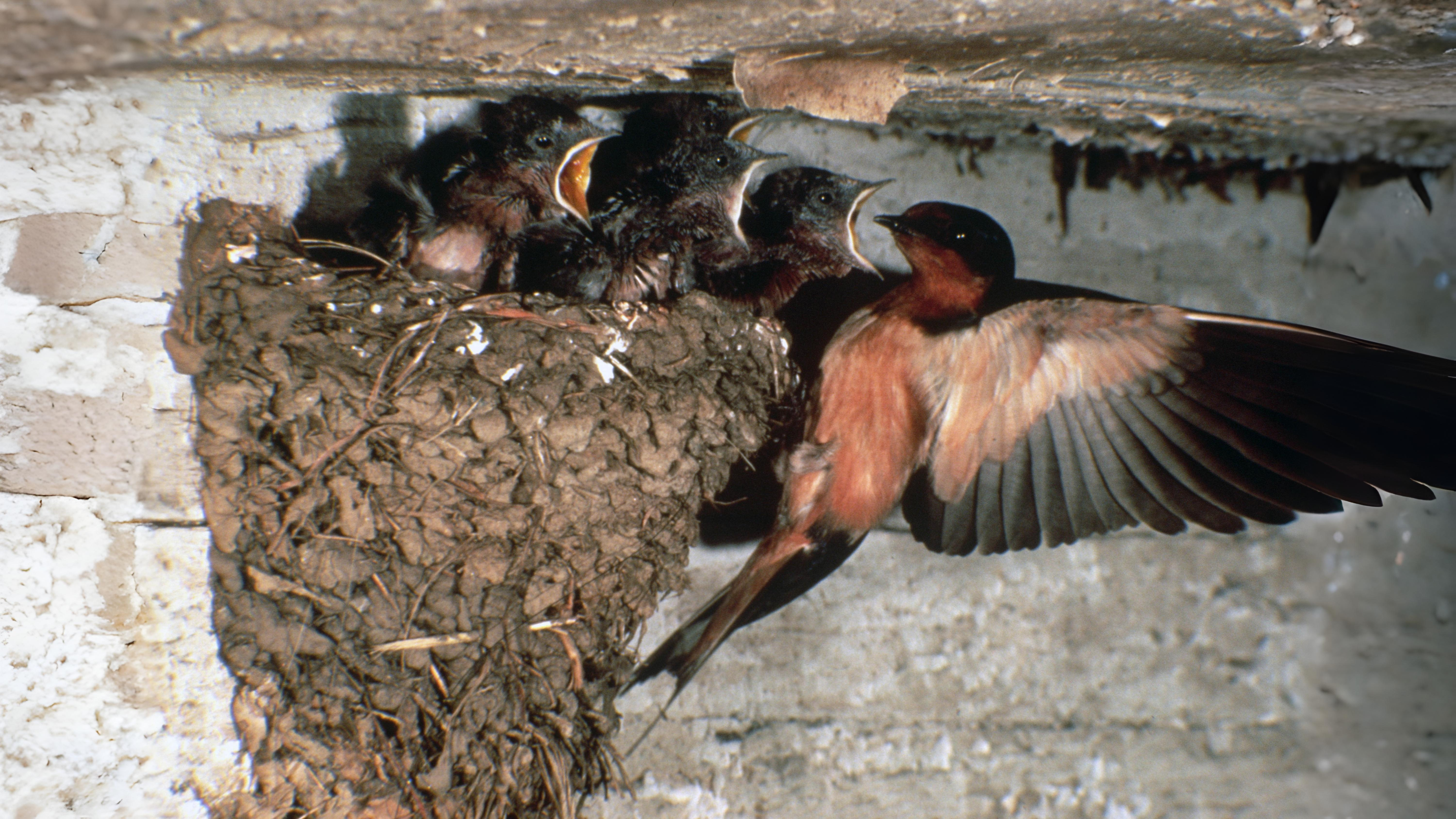 11-June London’s Fledglings in Flight Section Image