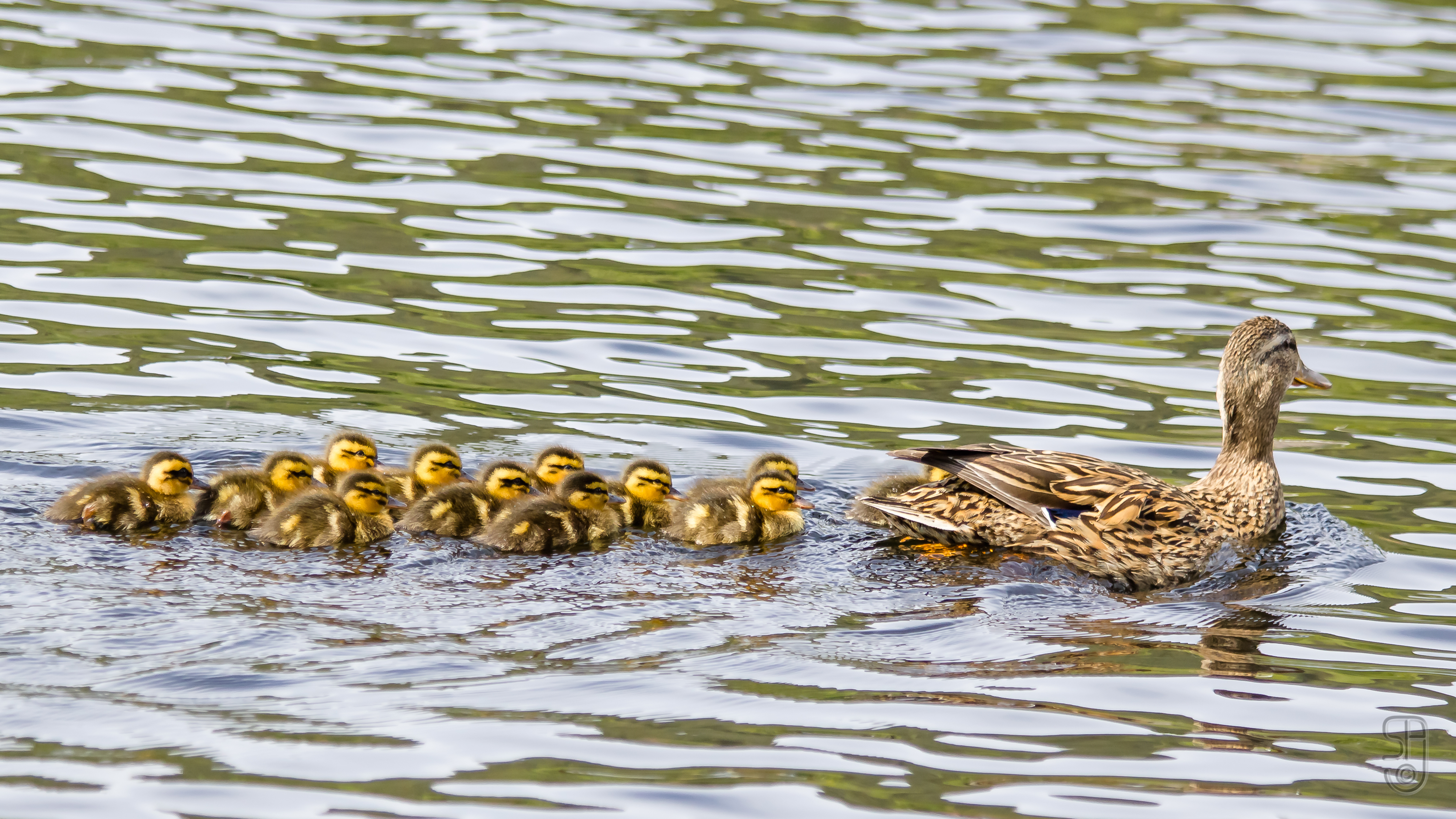 11-June London’s Fledglings in Flight Section Image