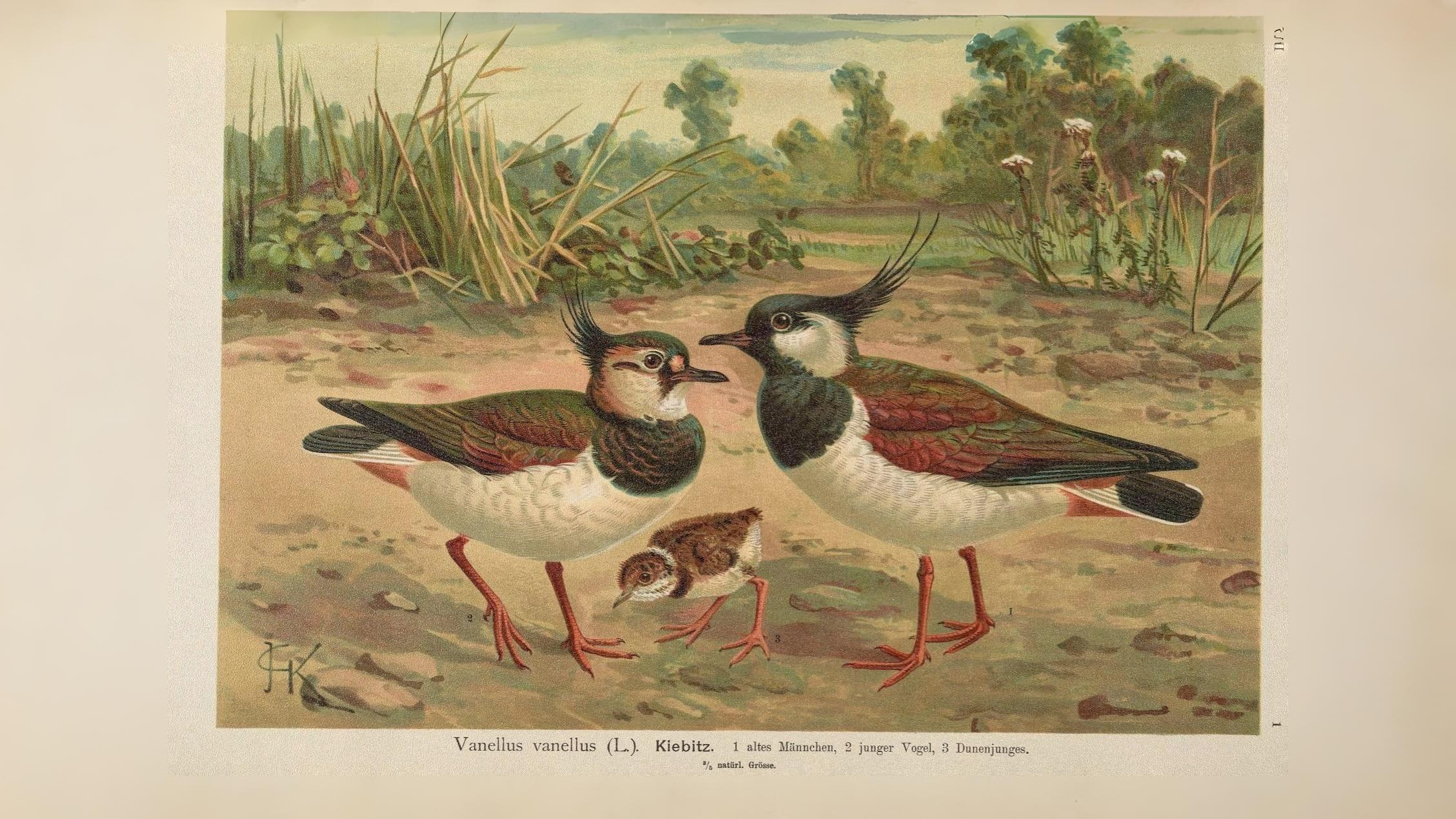 11-June London’s Fledglings in Flight Section Image