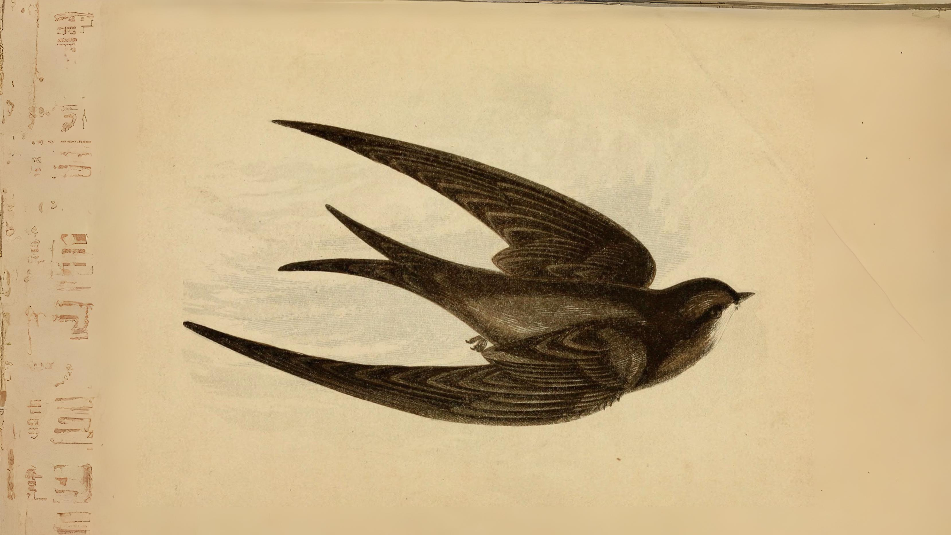 12-June London’s Rare Birds & Late Nesters Section Image