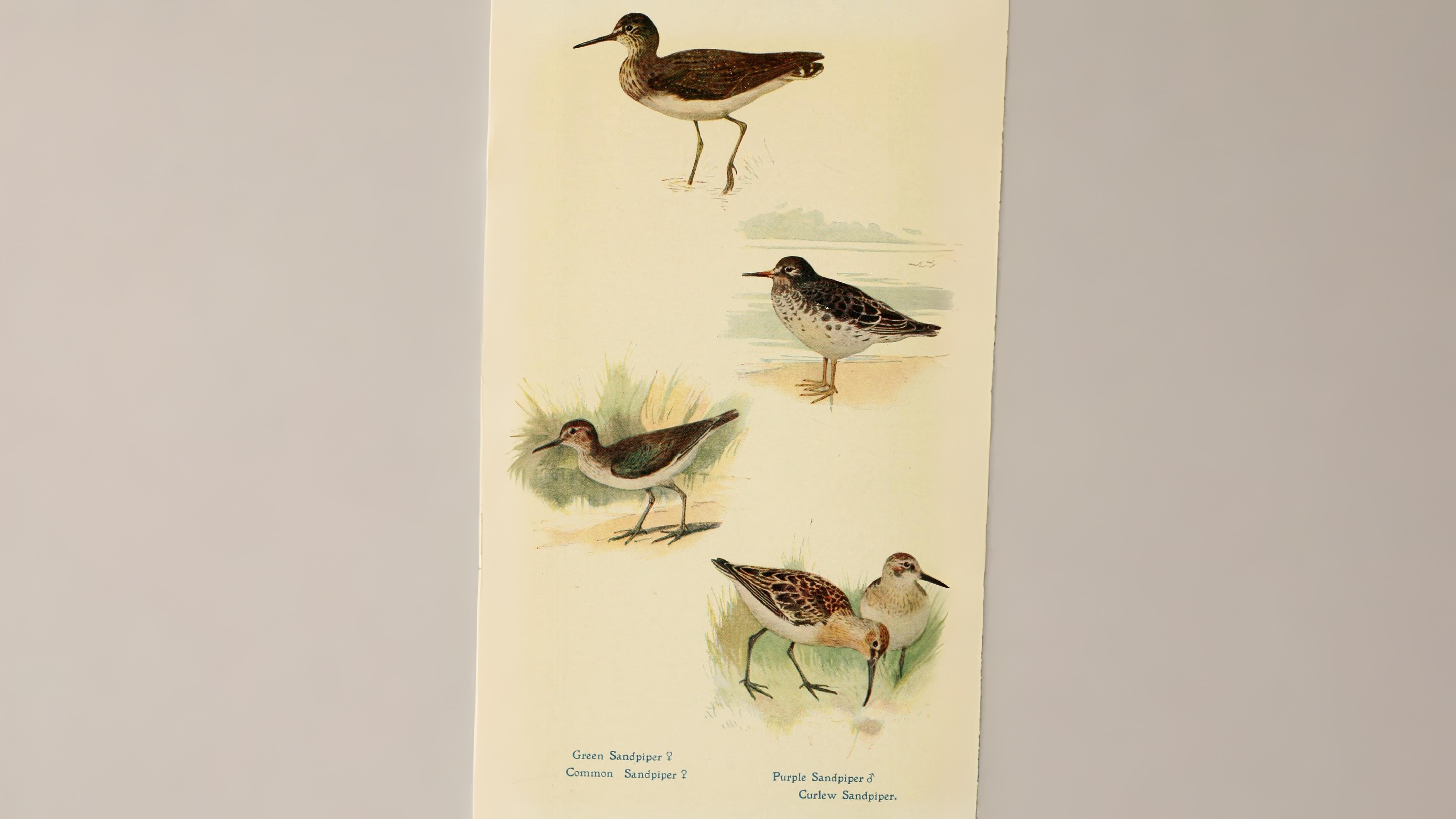 12-June London’s Rare Birds & Late Nesters Section Image