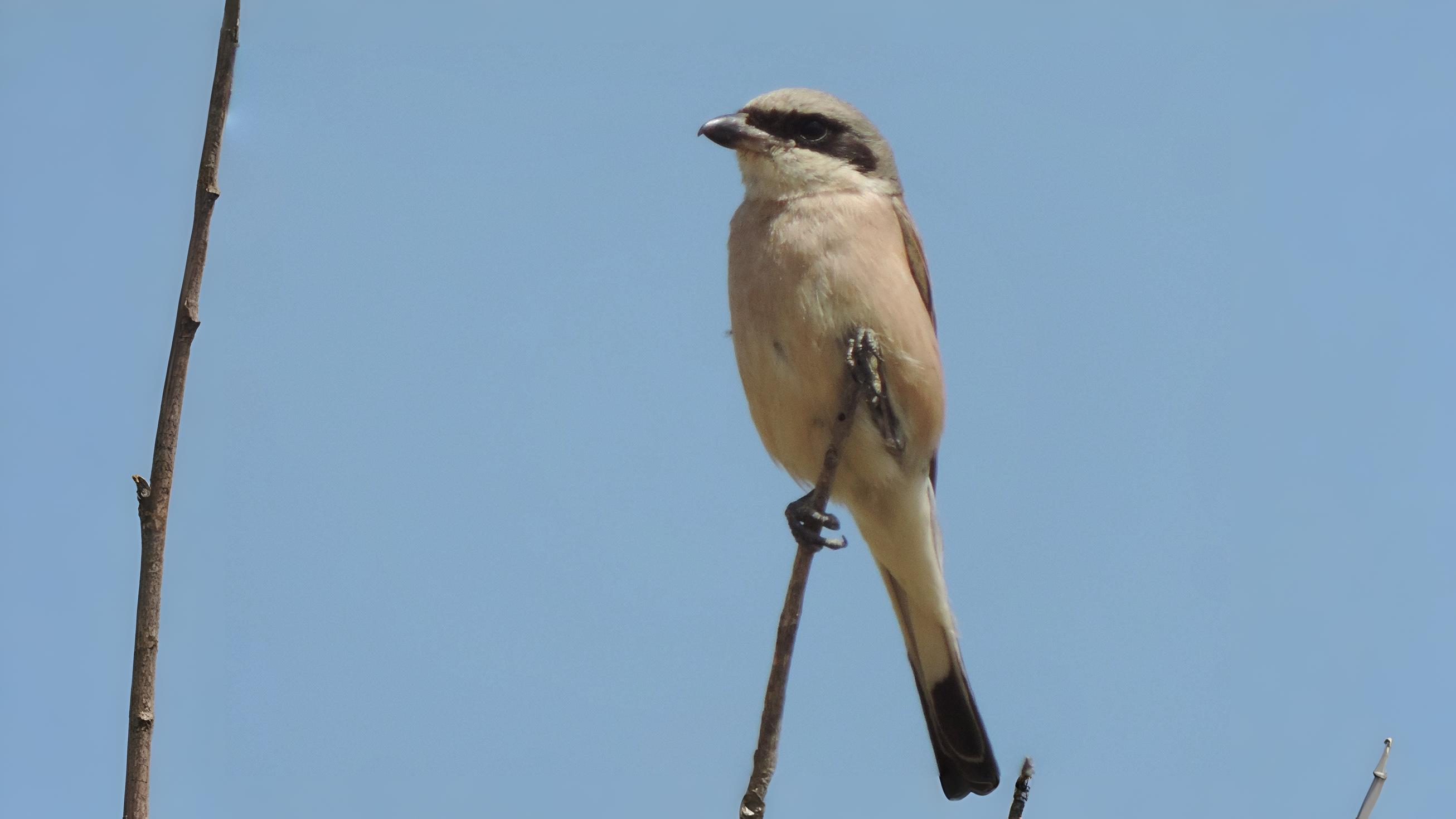 12-June London’s Rare Birds & Late Nesters Section Image