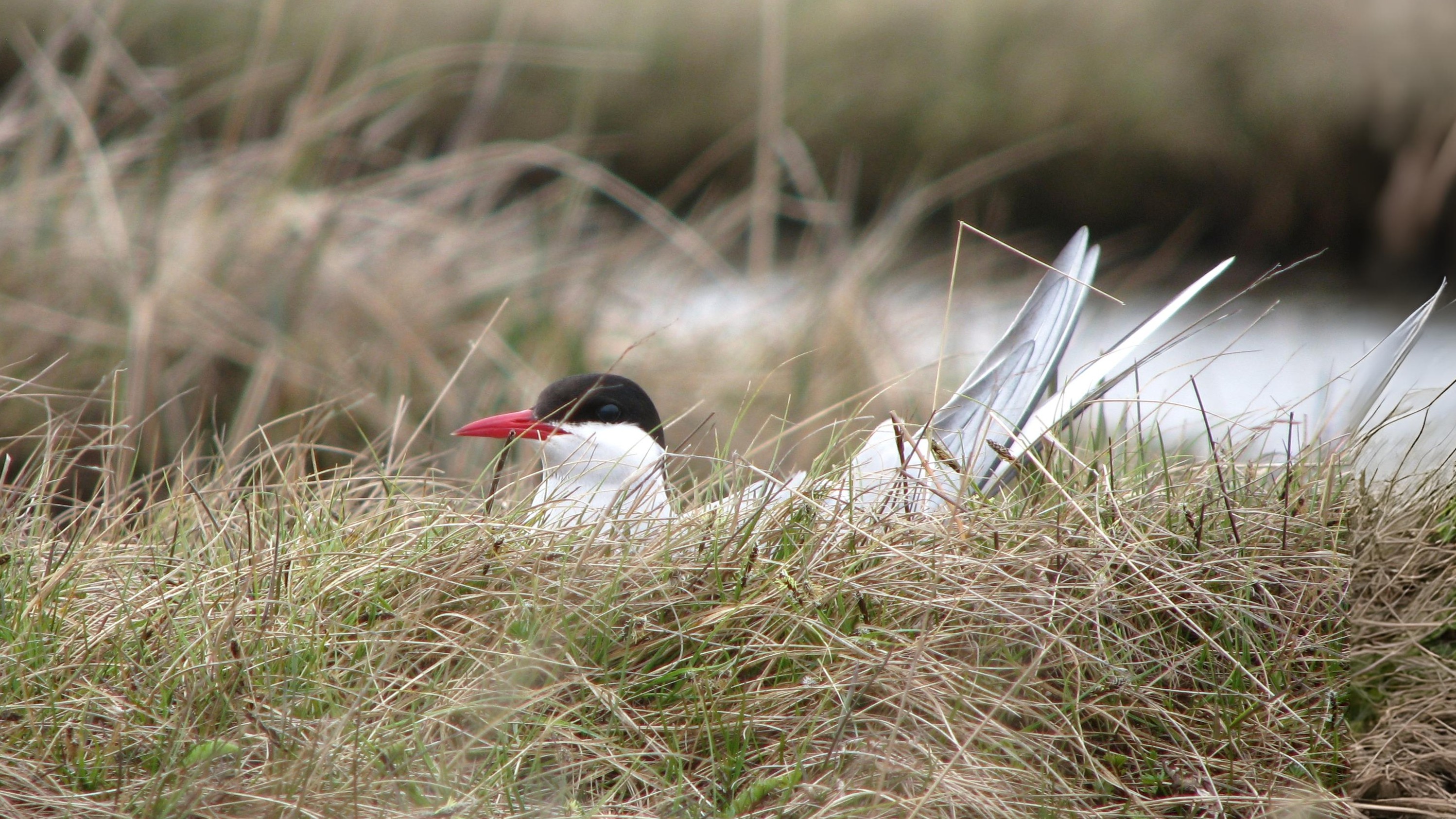 12-June London’s Rare Birds & Late Nesters Section Image